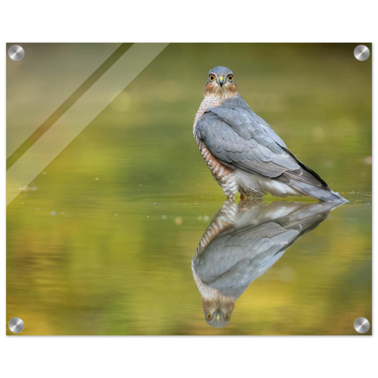Wandbild mystischer sperber im morgengold faszinierende wildtierfotografie in ihrer wunschgroesse