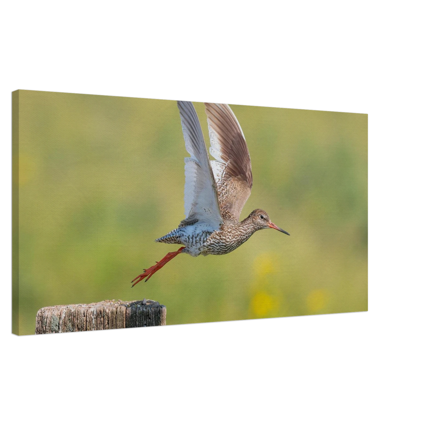 Wandbild der flug des rotschenkels dynamische tierkunst fuer ihr zuhause in vielen groessen erhaeltlich