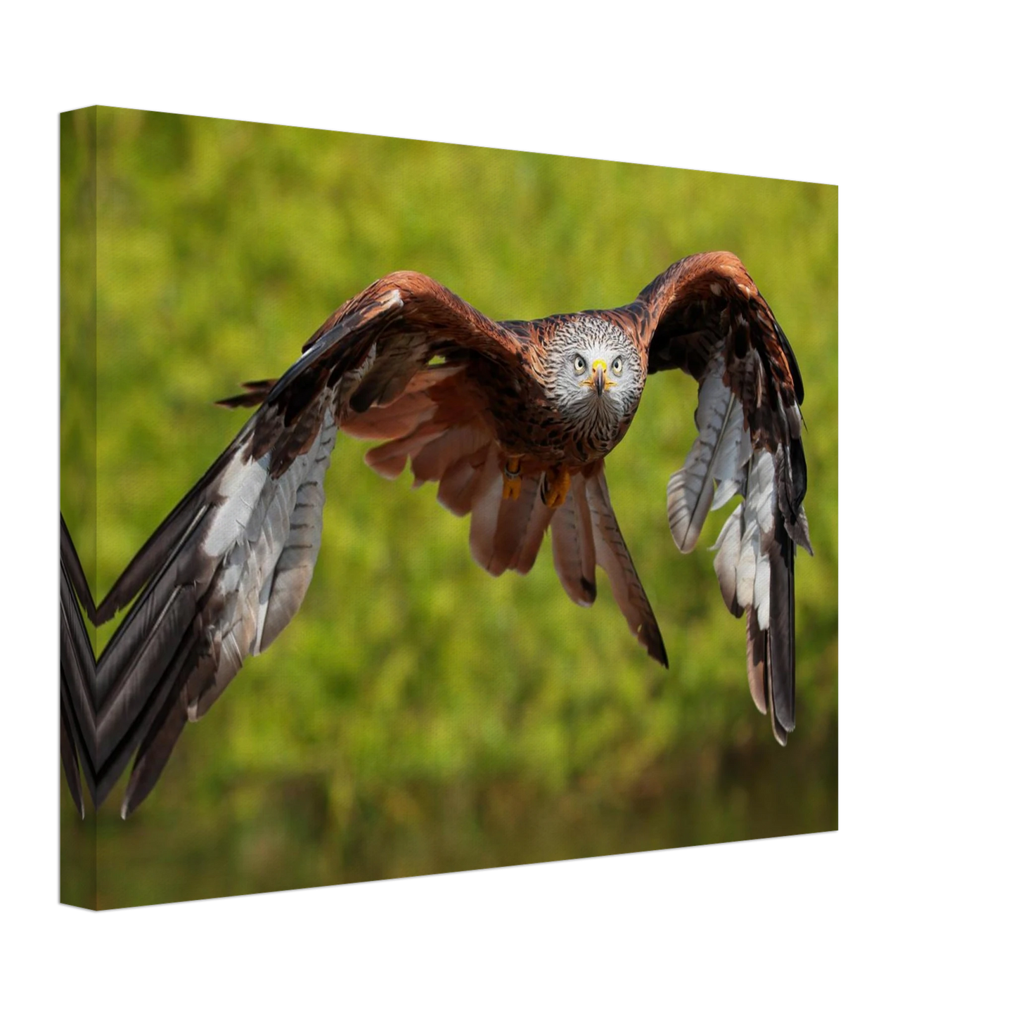 Wandbild majestaetischer rotmilan im flug atemberaubende tierfotografie fuer ihr zuhause erhaeltlich in zahlreichen groessen