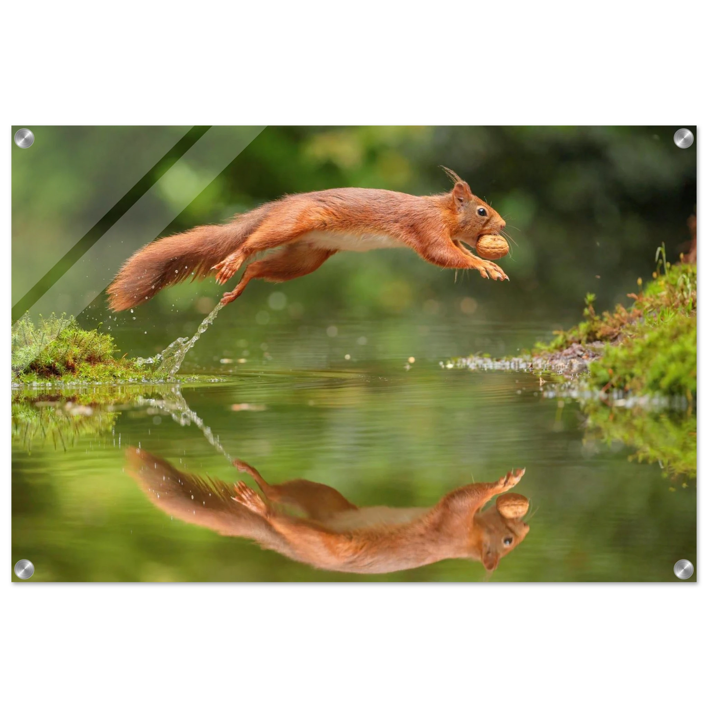 Wandbild Wandkunst eichhoernchens freudensprung dynamische naturkunst fuer ihr zuhause erhaeltlich in mehreren groessen