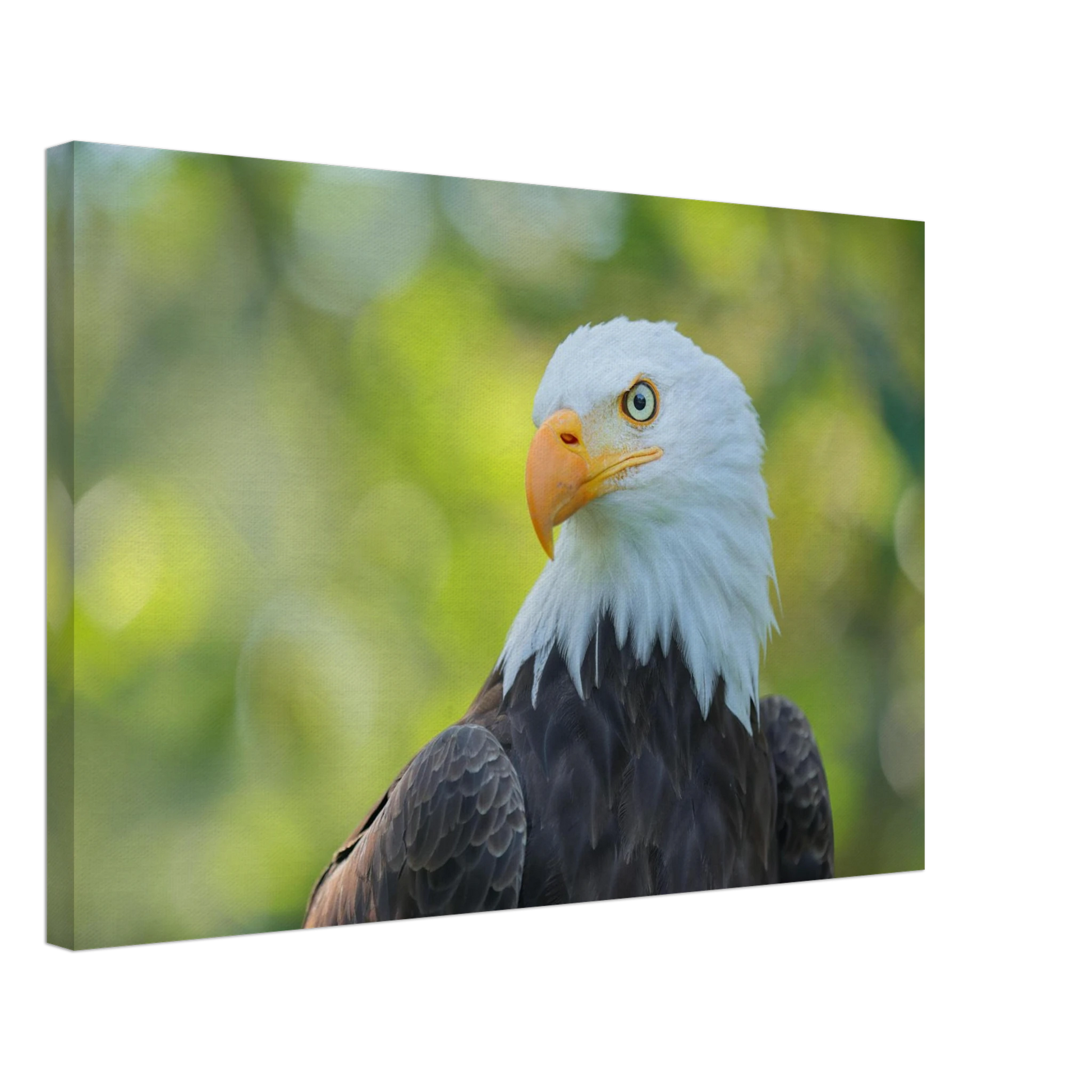 Wandbild majestaetischer weisskopfseeadler eine ode an die freiheit in ihrer wunschgroesse