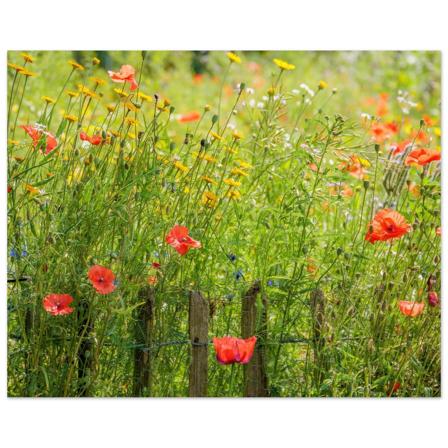 Wandbild wildblumen feld rot gelb sonnige mohnblumen wiese als kunstdruck