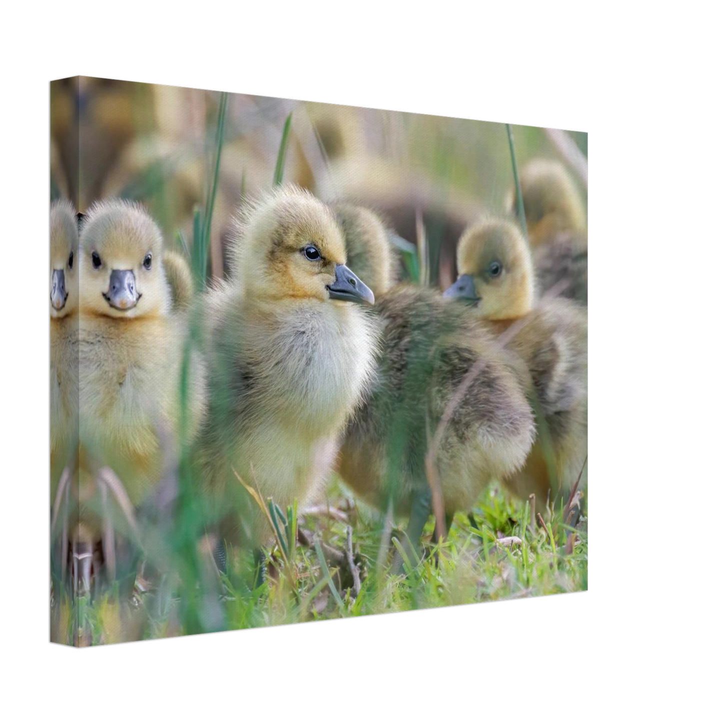 Wandbild kueken in zartgruen und gold suesse baby gans kunst in vielen groessen