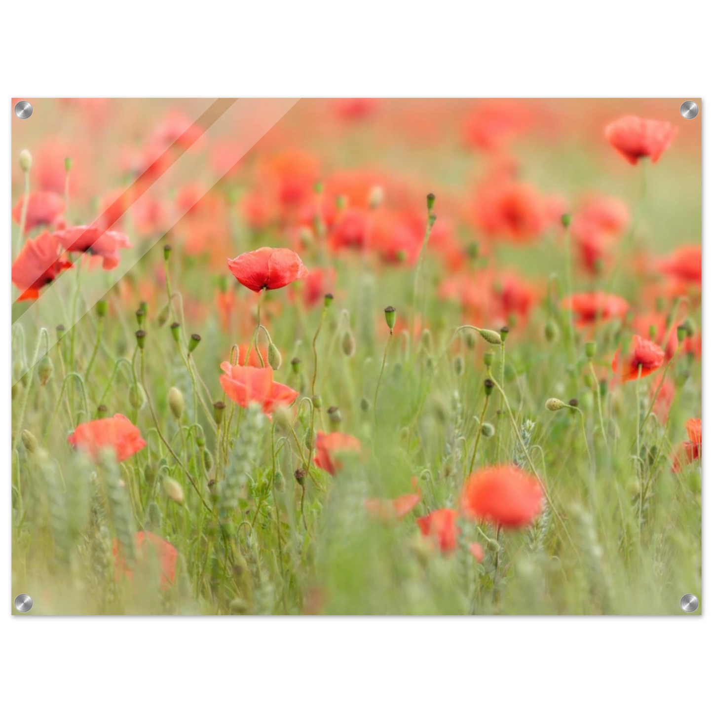 Wandbild vertraeumtes mohnblumenfeld ein stueck sommer fuer ihr zuhause in vielen groessen