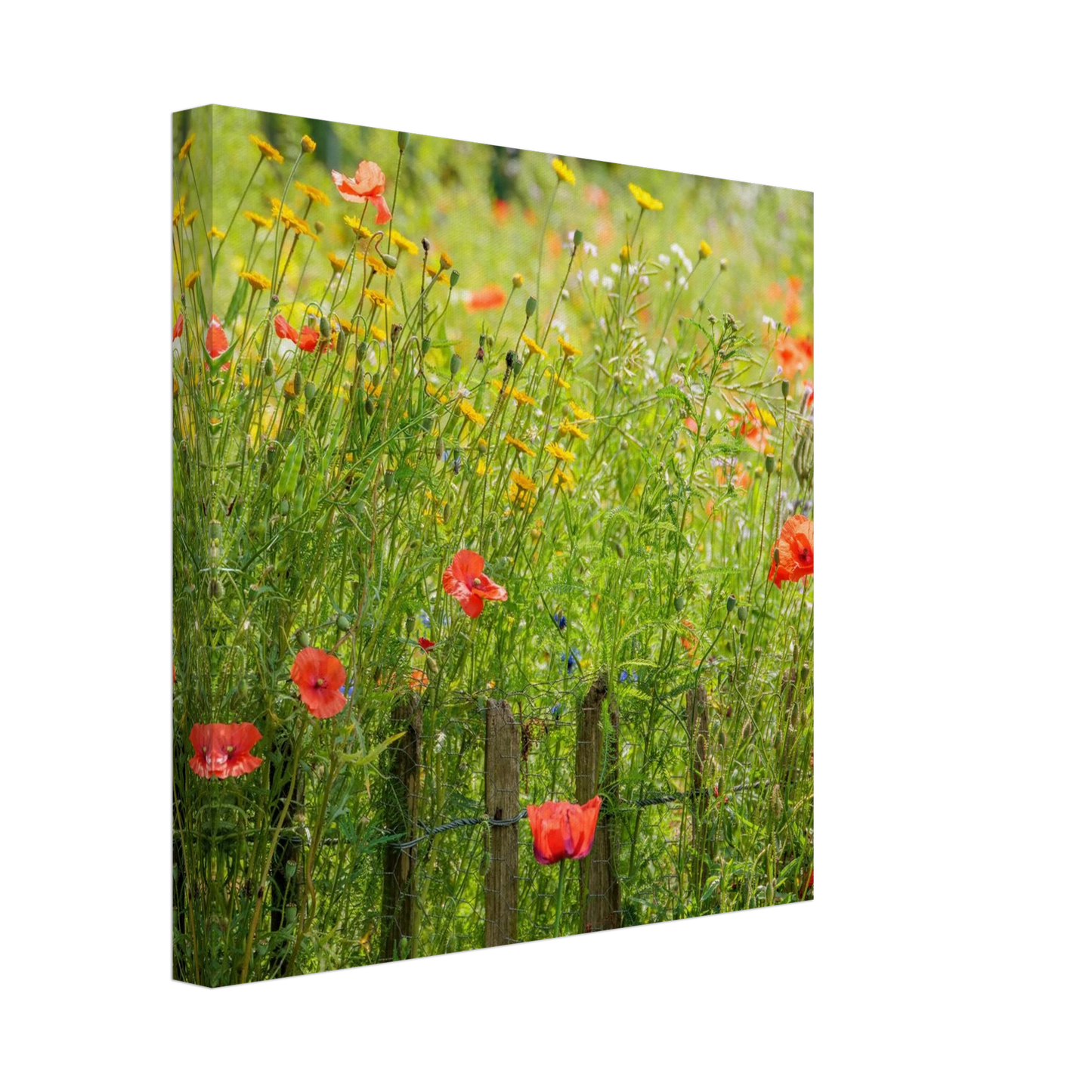 Wandbild wildblumen feld rot gelb sonnige mohnblumen wiese als kunstdruck