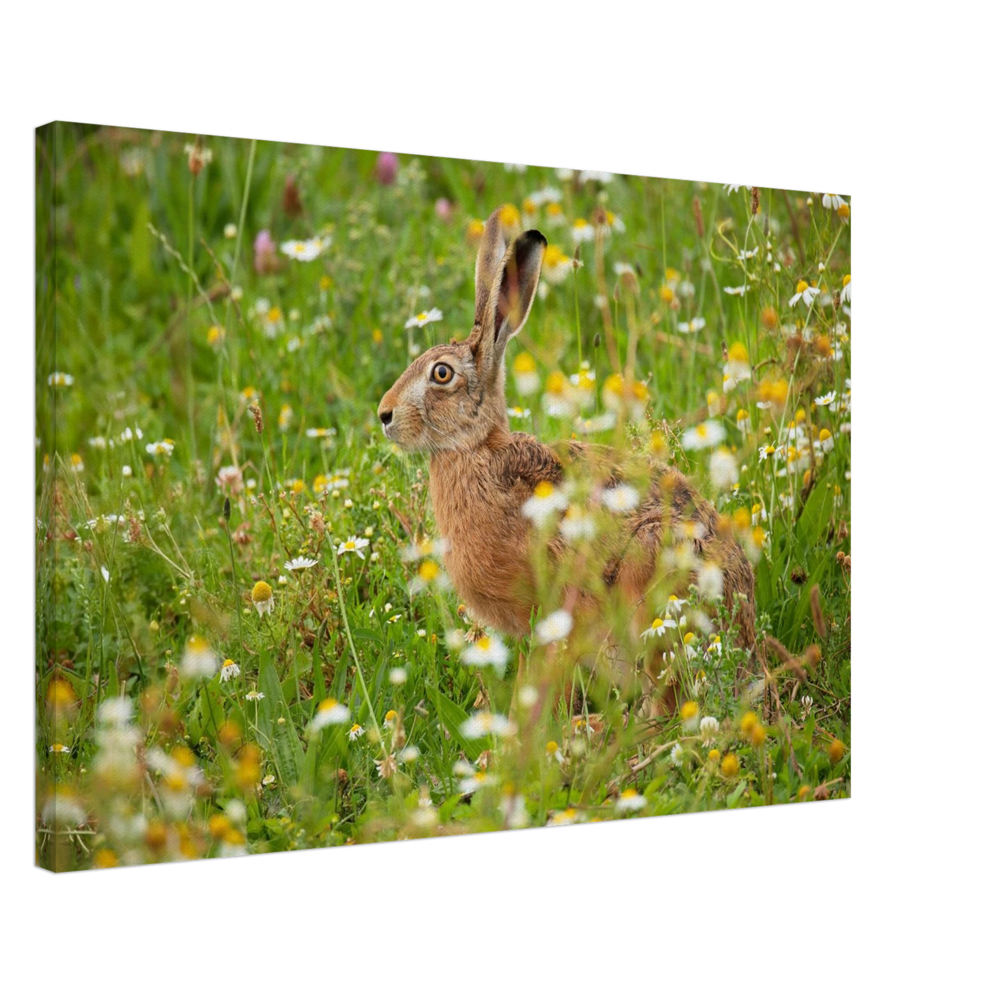 Wandbild Idyllische hasenwiese wandbild waehle dein wunschformat