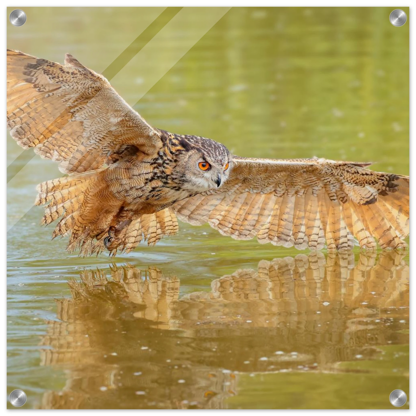 Wandbild majestaetischer uhu im jagdflug atemberaubende wildtierkunst in verschiedenen groessen