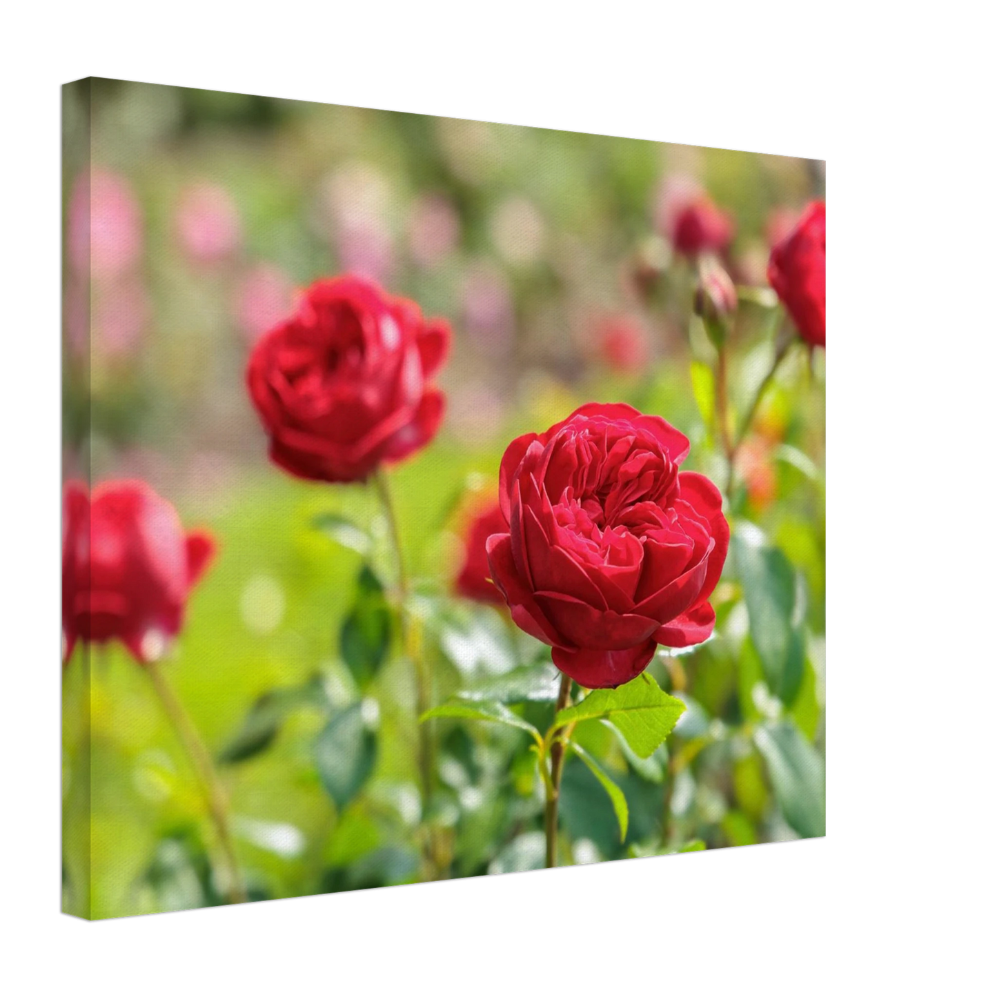Wandbild rote rosen lebendige bluetenpracht fuer ihr zuhause in ihrer wunschgroesse