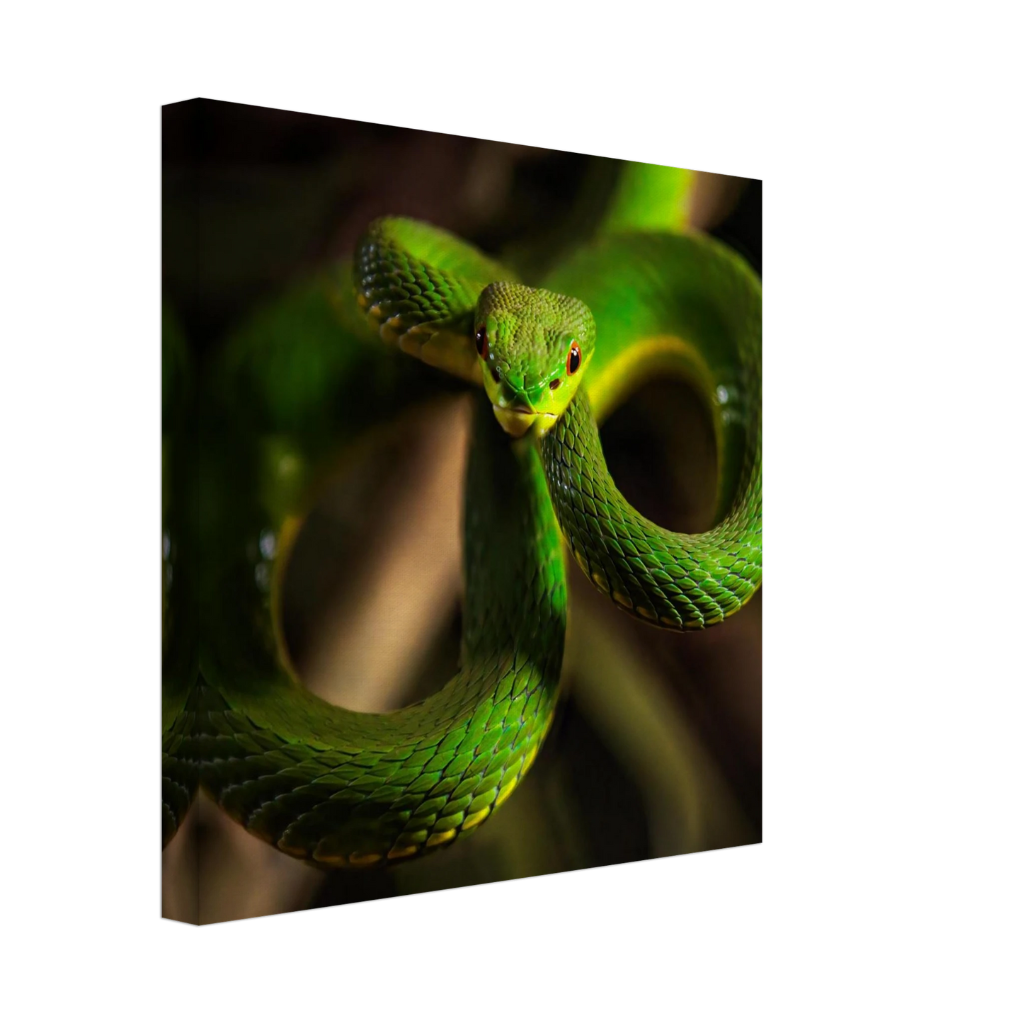 Wandbild der gruene baumviper ein hypnotischer blick in verschiedenen groessen