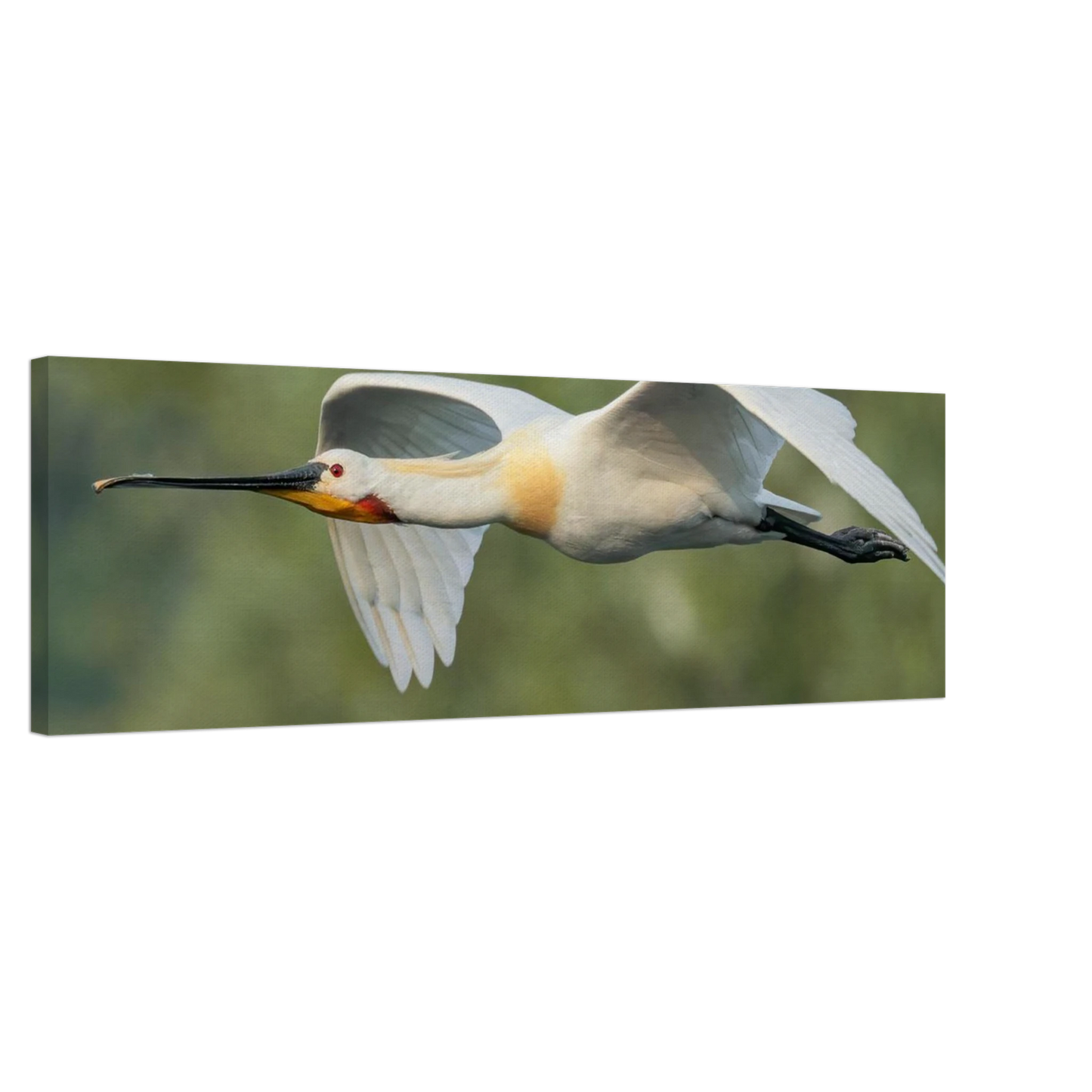 Wandbild eleganter loeffler im flug naturfotografie fuer ihr zuhause in vielen groessen