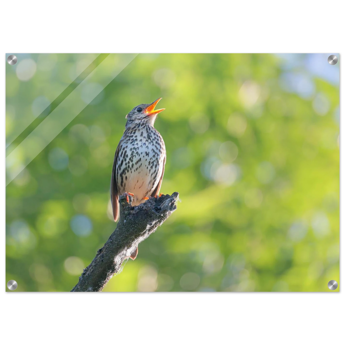 Wandbild bezaubernder singvogel in gruen ein naturportraet fuer ihr zuhause in vielen groessen