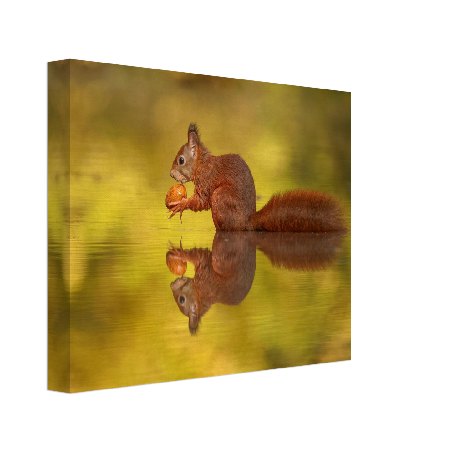 Wandbild eichhoernchen im goldenen herbstlicht lebendige tierfotografie fuer ihre wand