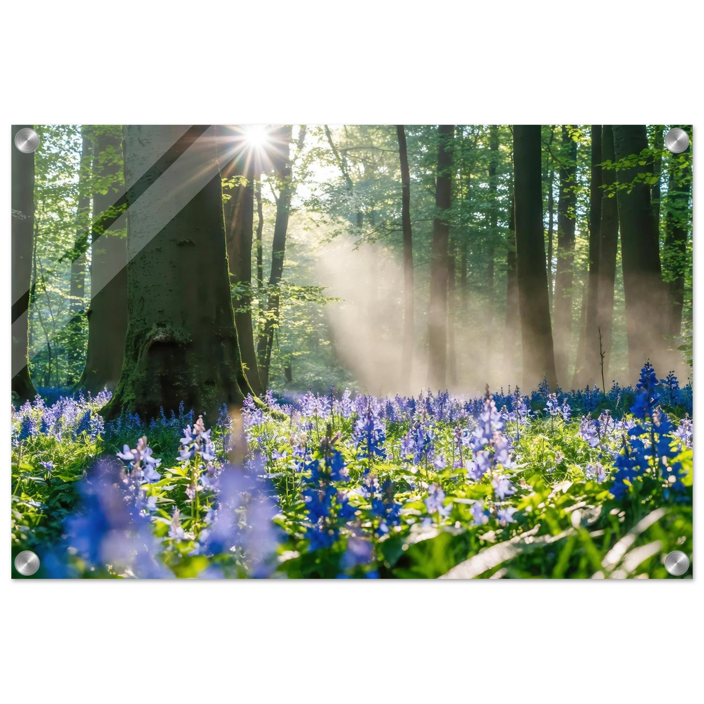 Wandbild mystische waldlichtung mit blauen glockenblumen sonnenverwoehntes naturbild in verschiedenen groessen