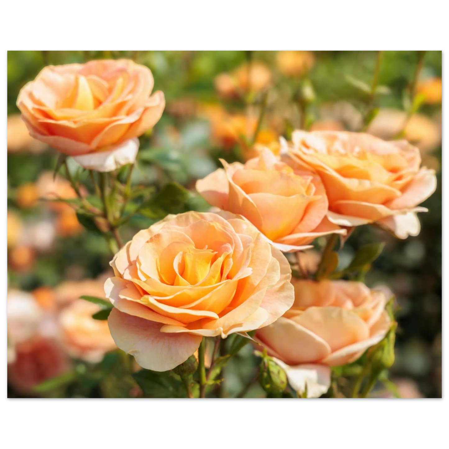Wandbild romantische pfirsichrosen im sonnenschein botanische kunst fuer ihr zuhause in vielen groessen