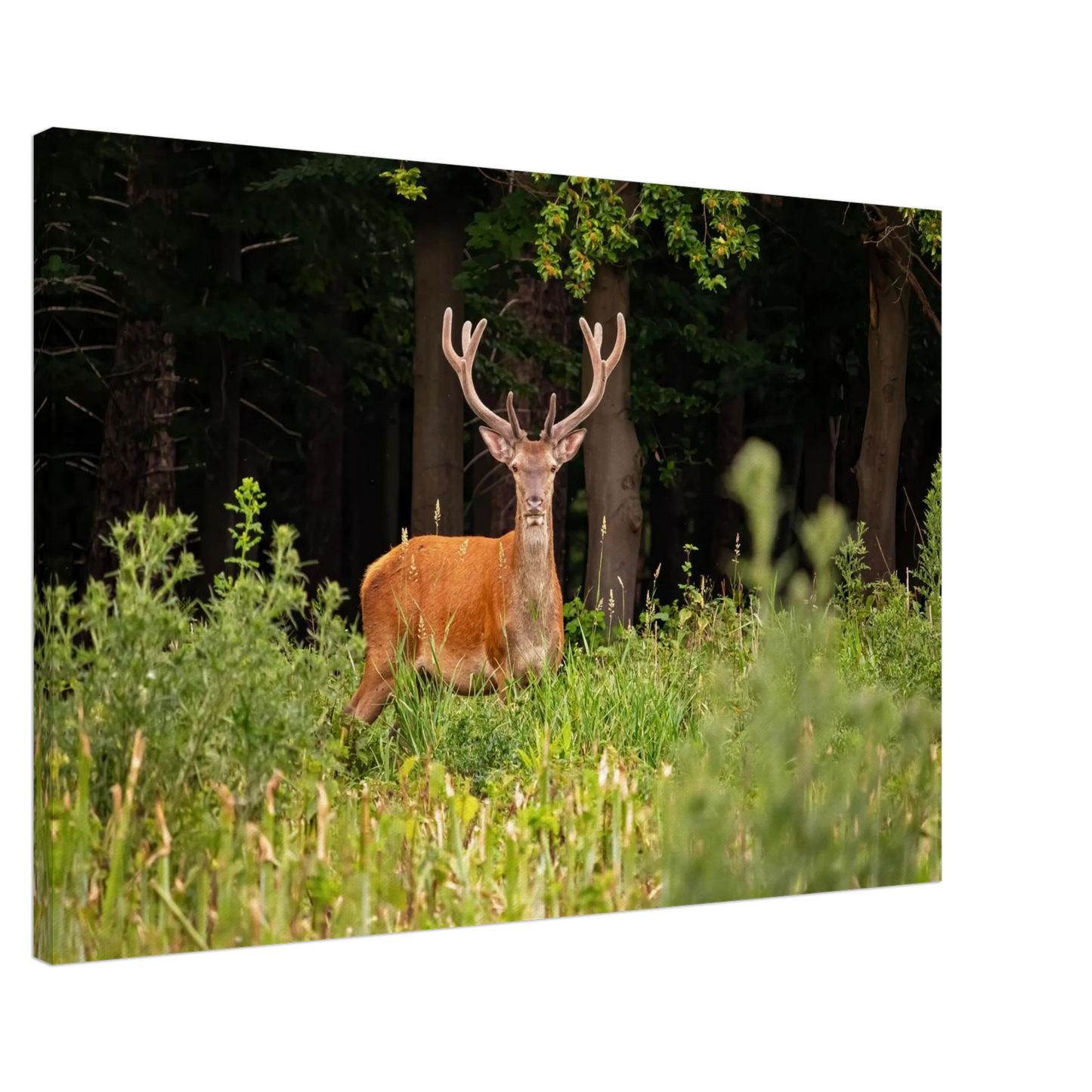 Wandbild majestaetischer hirsch im wald ein wildnis statement fuer ihr zuhause in verschiedenen groessen