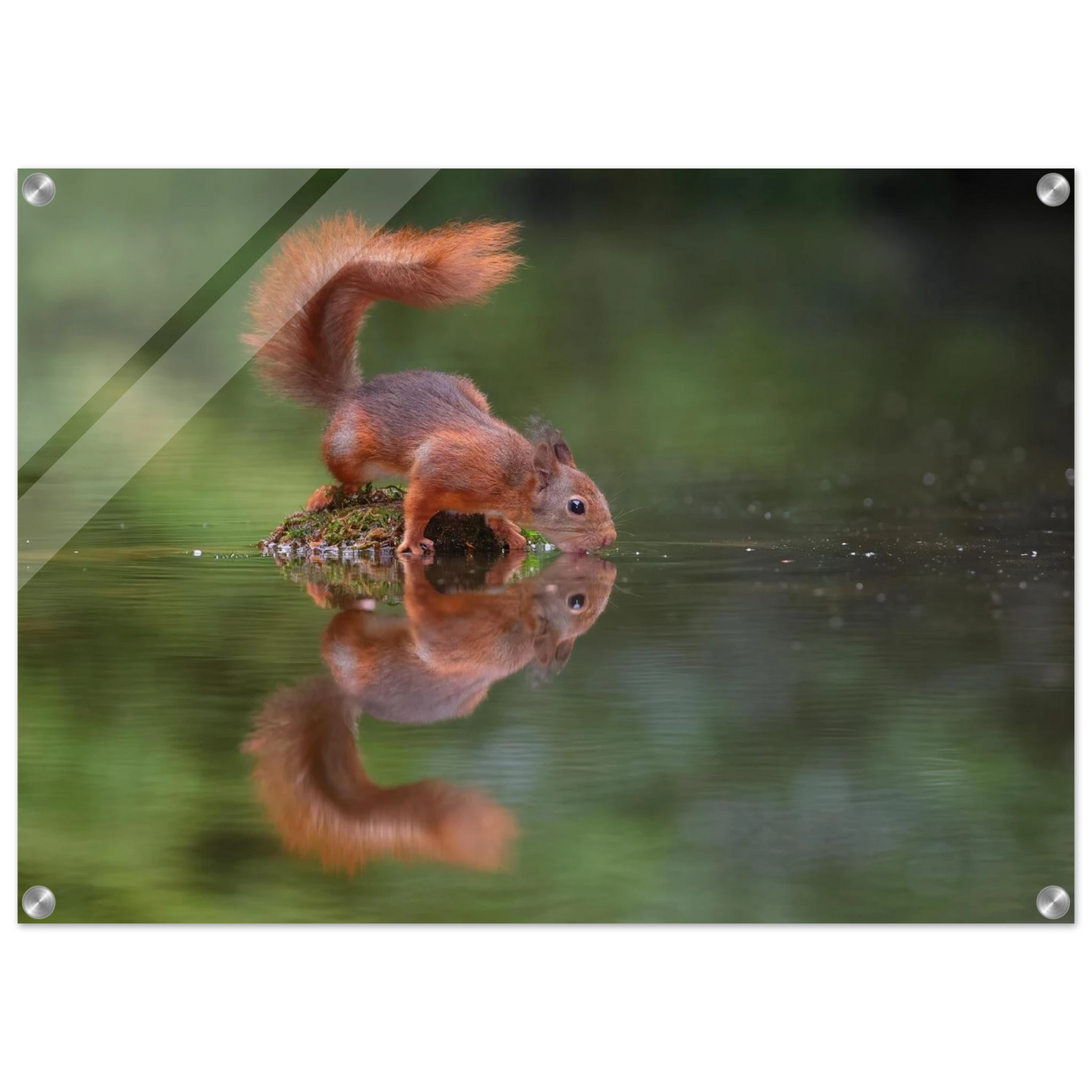 Wandbild durstiges eichhoernchen eine ruhige reflexion in der natur erhaeltlich in vielen groessen