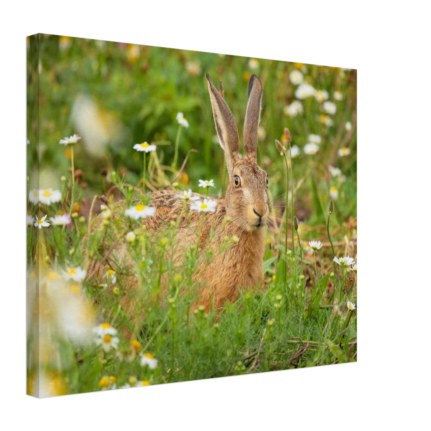 Wandbild feldhase im blumenfeld beruhigende natur tier kunst in vielen groessen