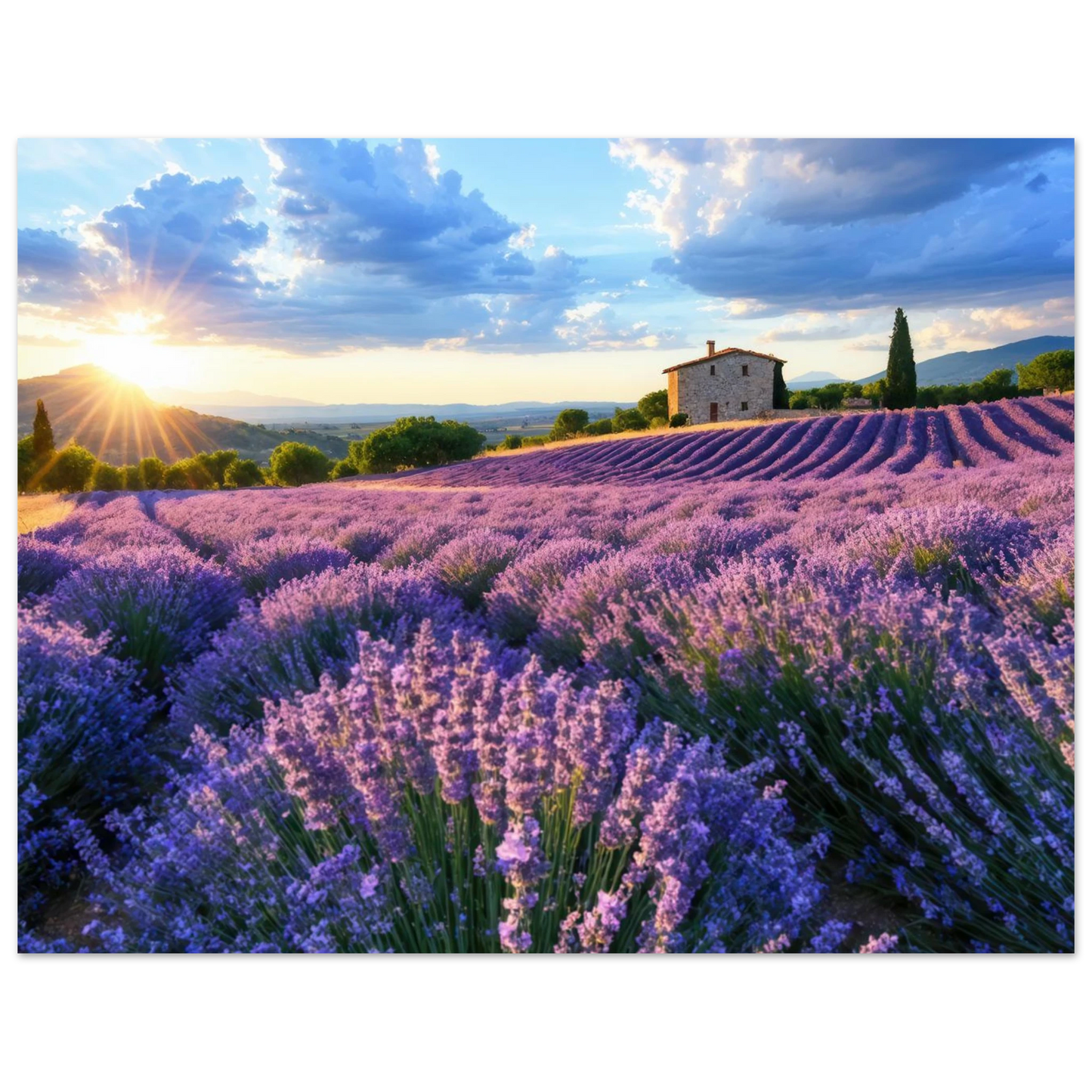 Wandbild sonnenuntergang ueber lavendelfeldern idyllische provence landschaft im wunschformat