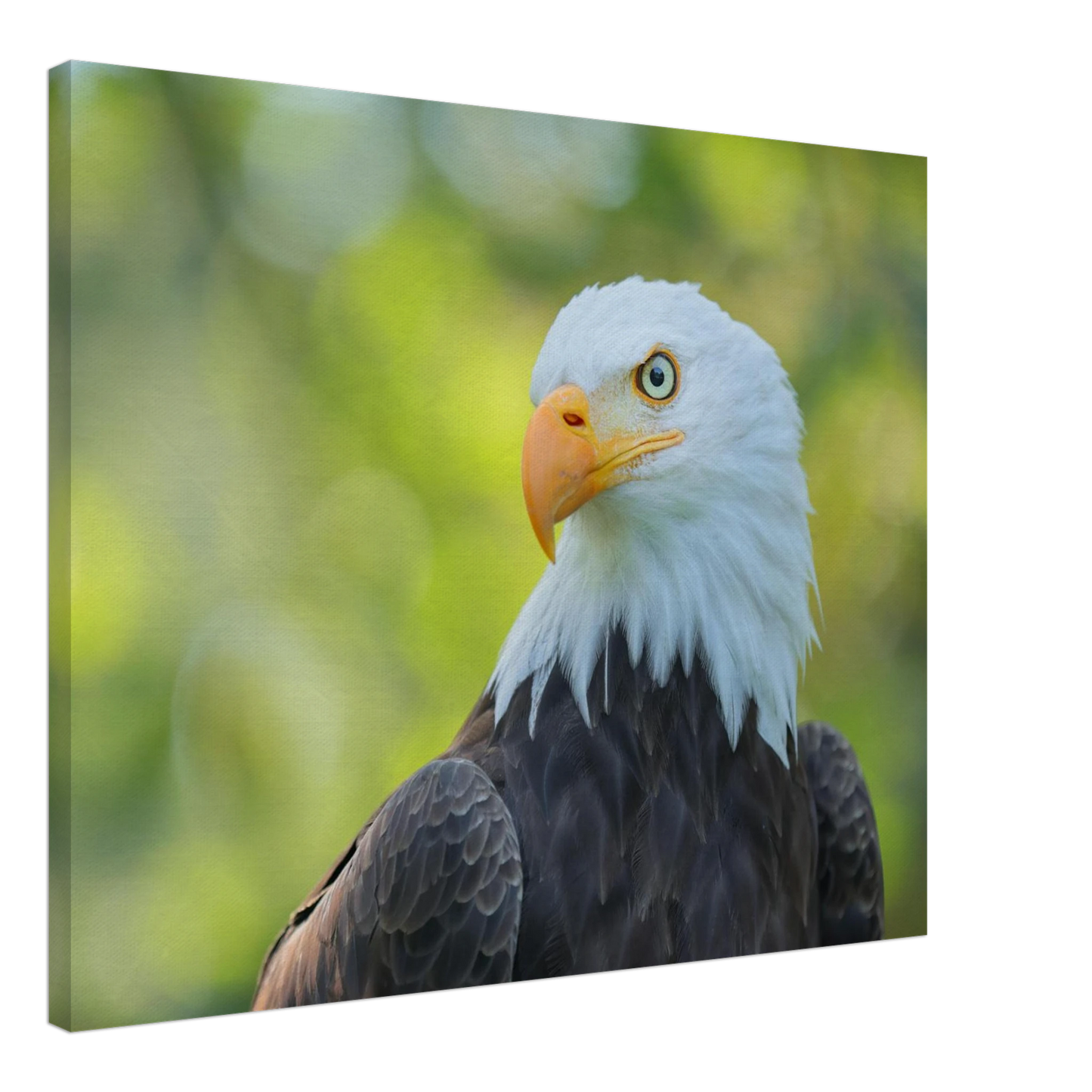 Wandbild majestaetischer weisskopfseeadler eine ode an die freiheit in ihrer wunschgroesse