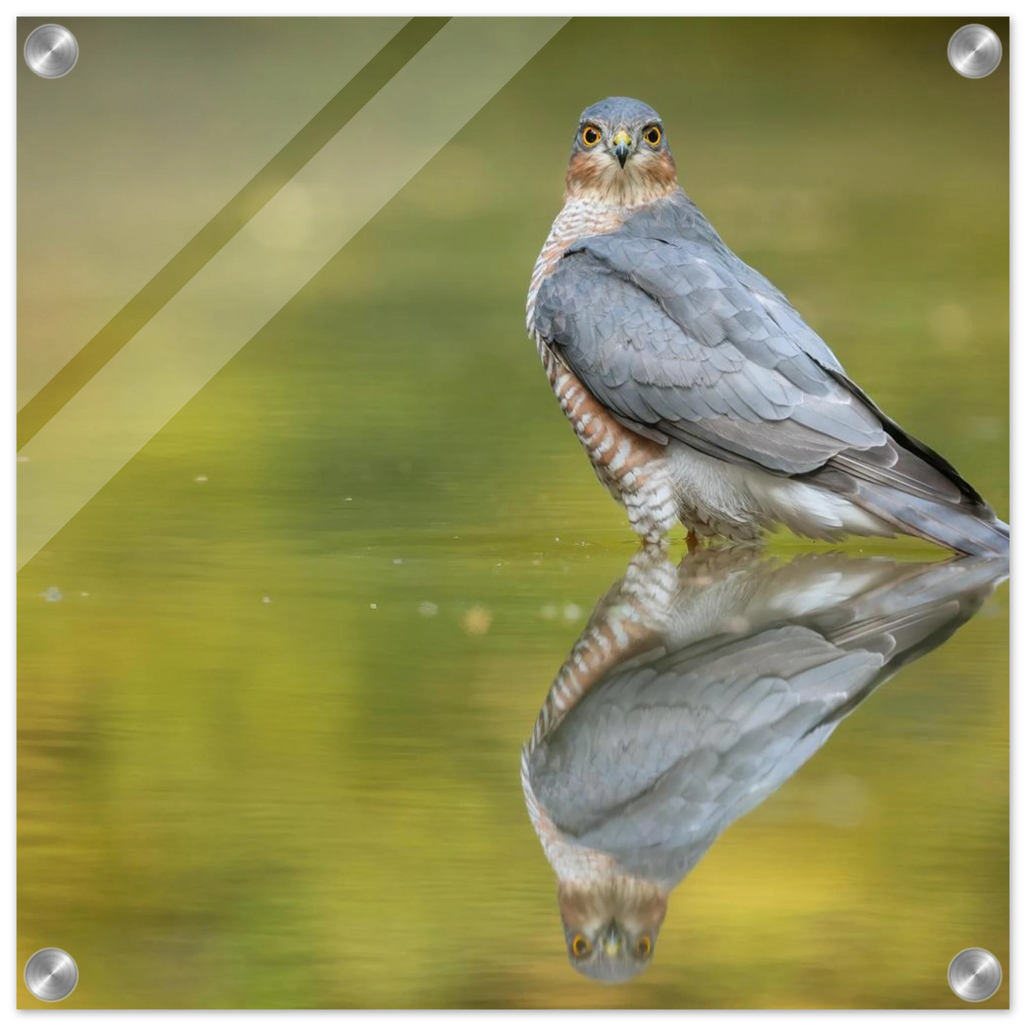 Wandbild mystischer sperber im morgengold faszinierende wildtierfotografie in ihrer wunschgroesse