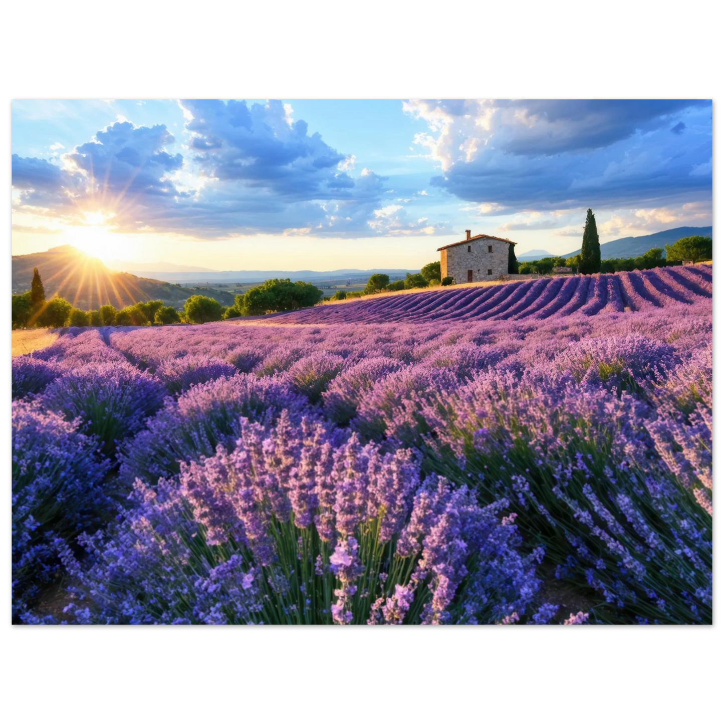 Wandbild sonnenuntergang ueber lavendelfeldern idyllische provence landschaft im wunschformat