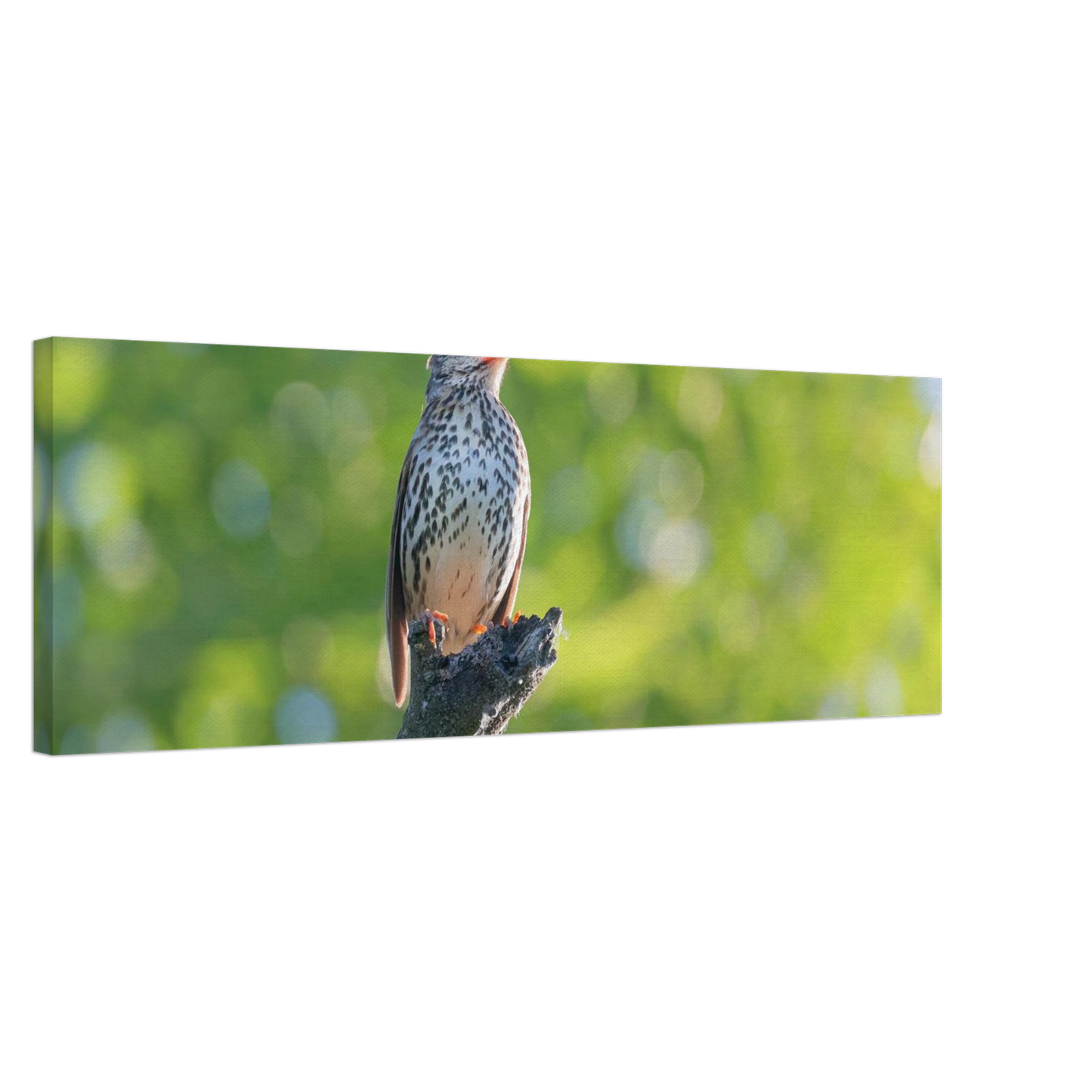 Wandbild bezaubernder singvogel in gruen ein naturportraet fuer ihr zuhause in vielen groessen