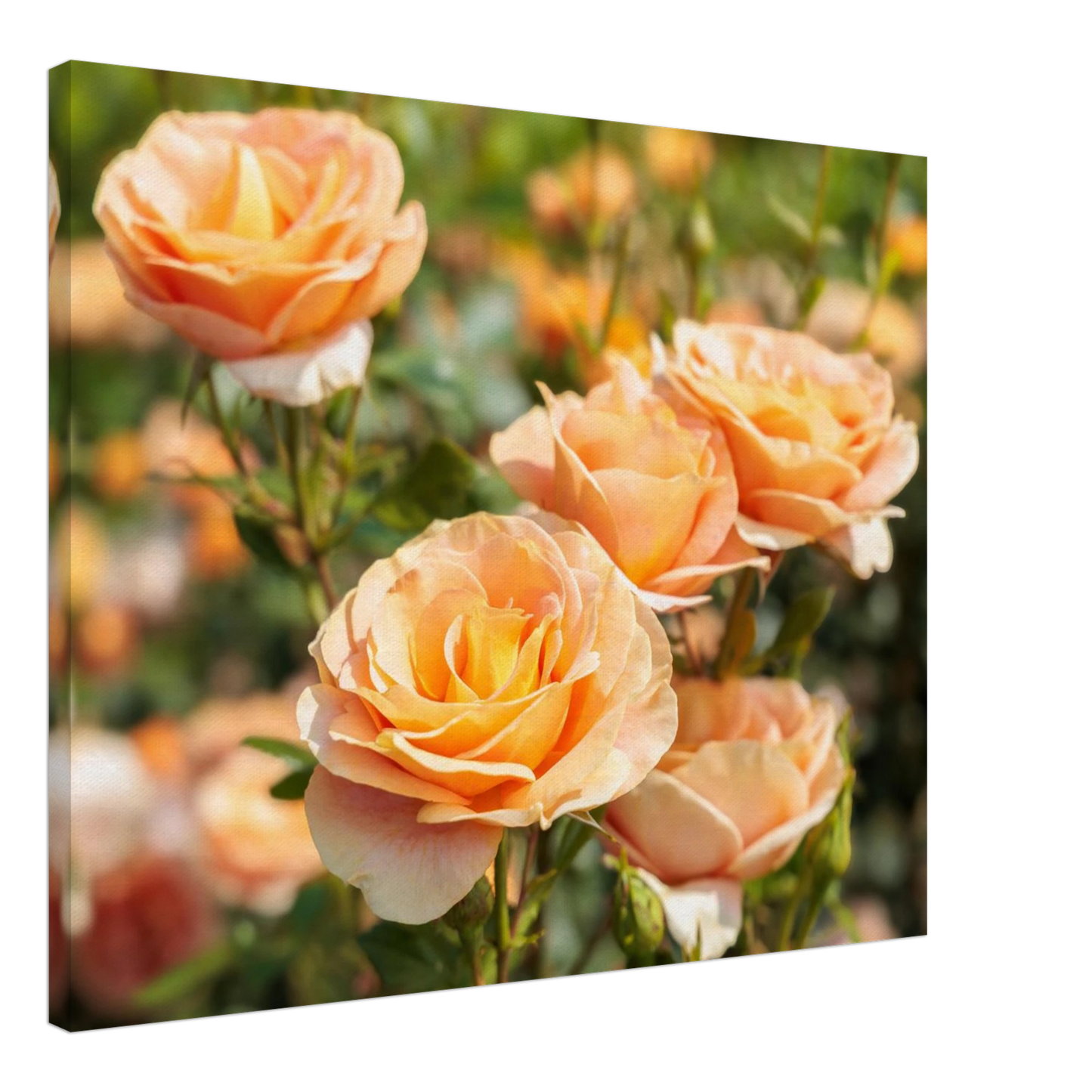 Wandbild romantische pfirsichrosen im sonnenschein botanische kunst fuer ihr zuhause in vielen groessen