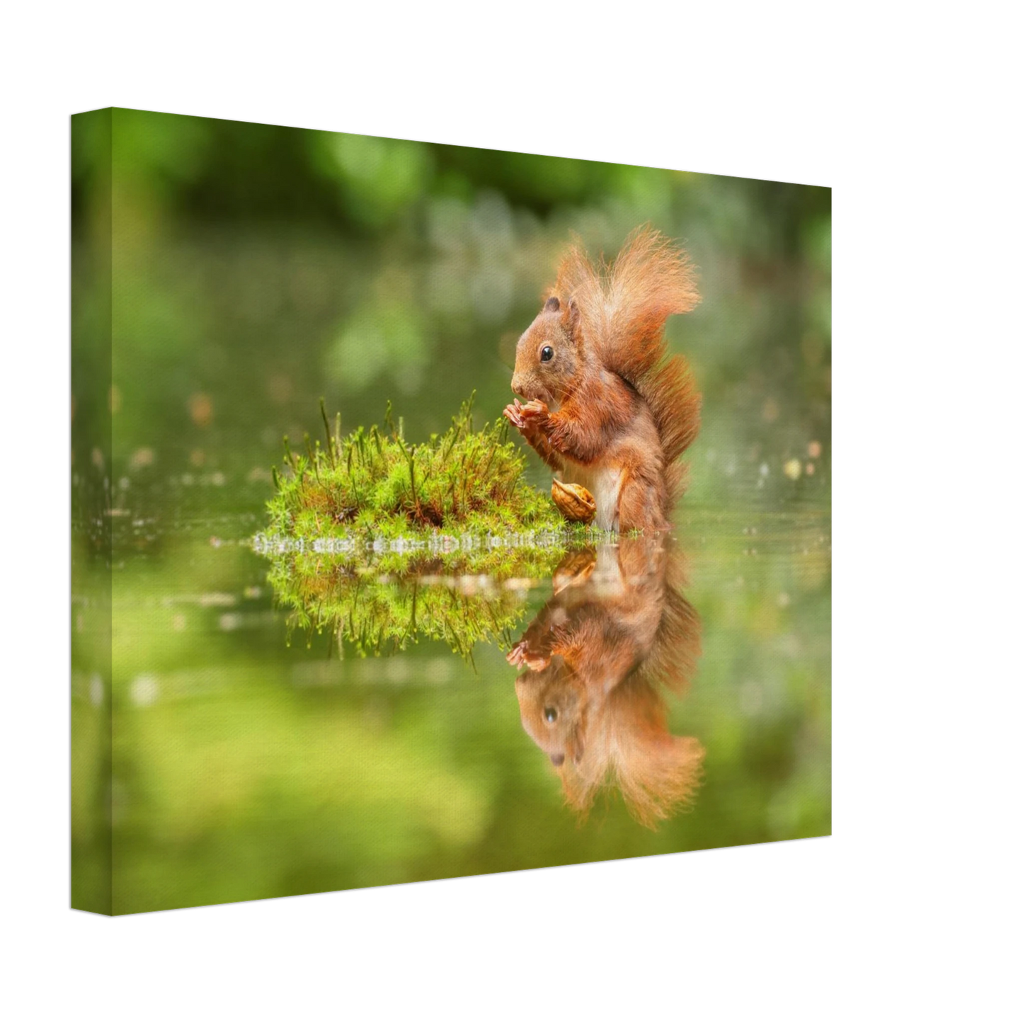 Wandbild bezauberndes eichhoernchen mit nuss ein spiegelbild der natur
