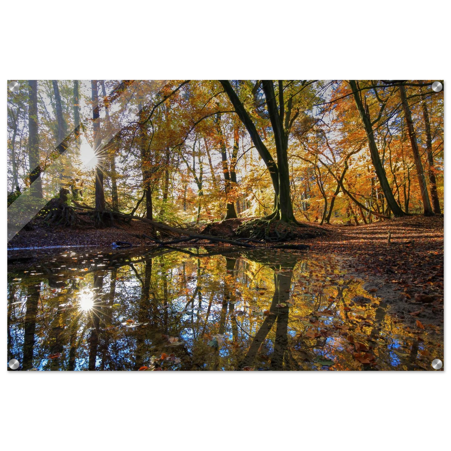 Wandbild goldener herbstwald stimmungsvolle spiegelung der natur in ihrer wunschgroesse