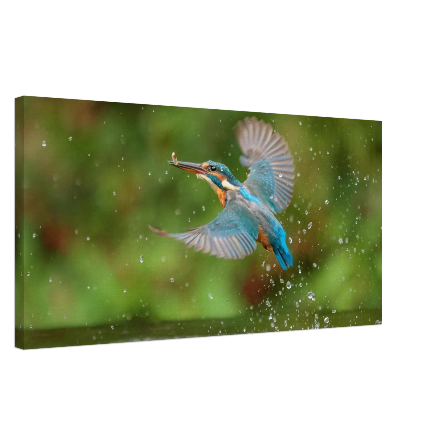 Wandbild eisvogel lebendige tierfotografie mit lebhaften blautoenen