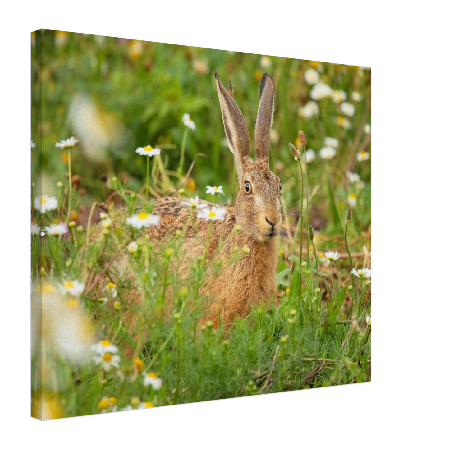 Wandbild feldhase im blumenfeld beruhigende natur tier kunst in vielen groessen