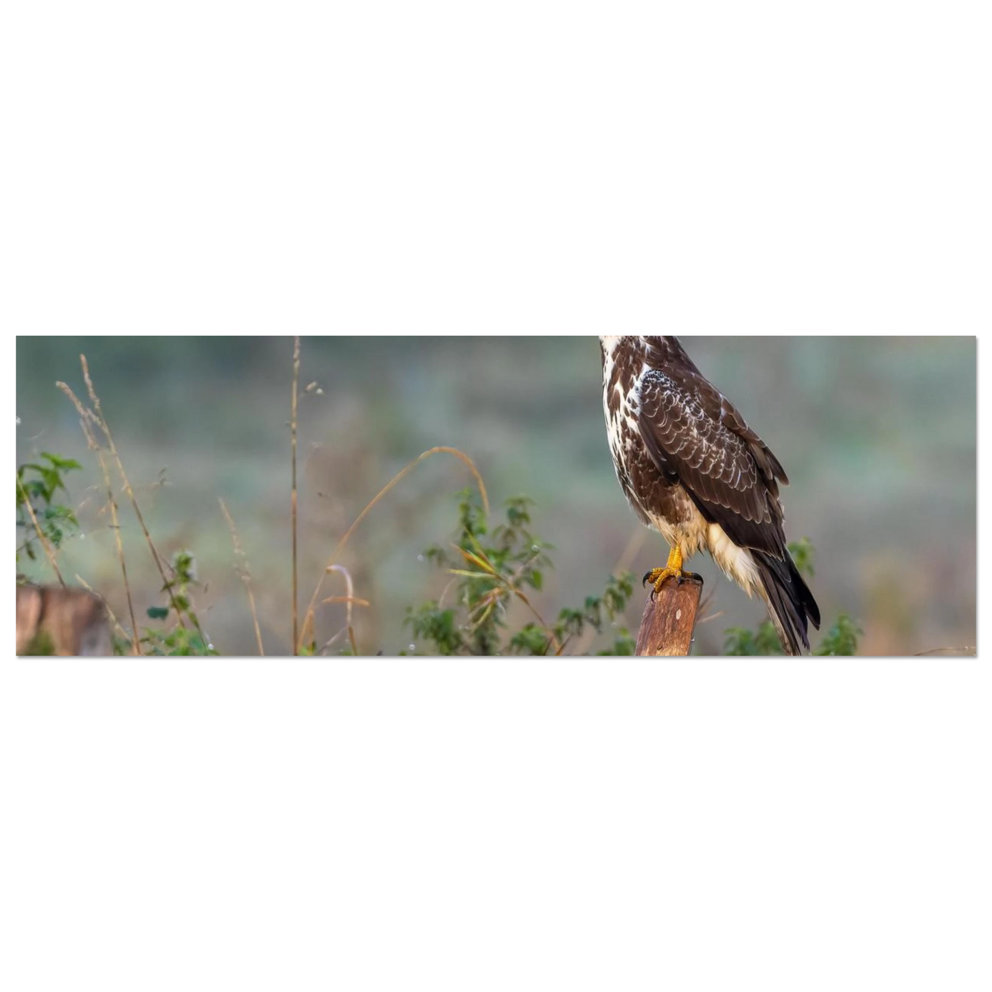Wandbild majestaetischer bussard einblick in die wildnis auf hochglanz leinwand