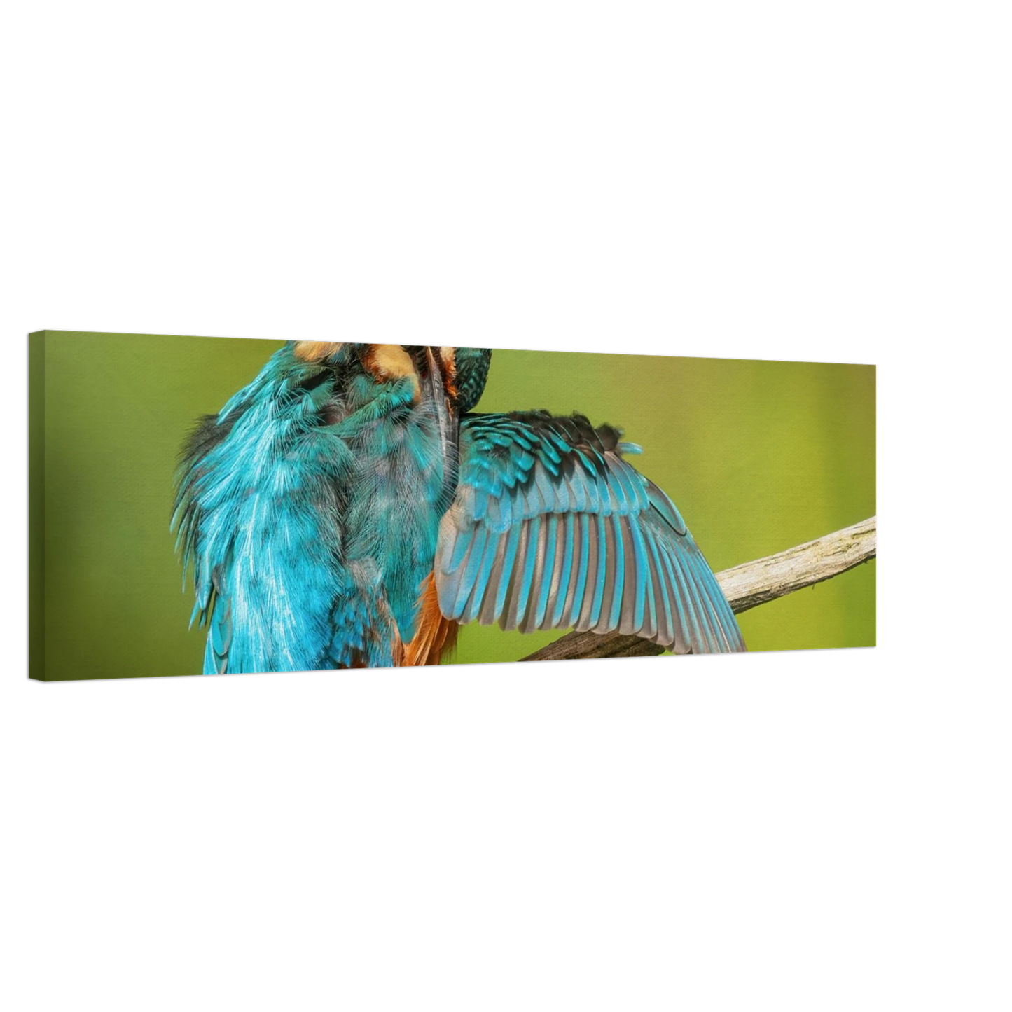 Wandbild eisvogel lebendige farbenpracht der natur auf leinwand