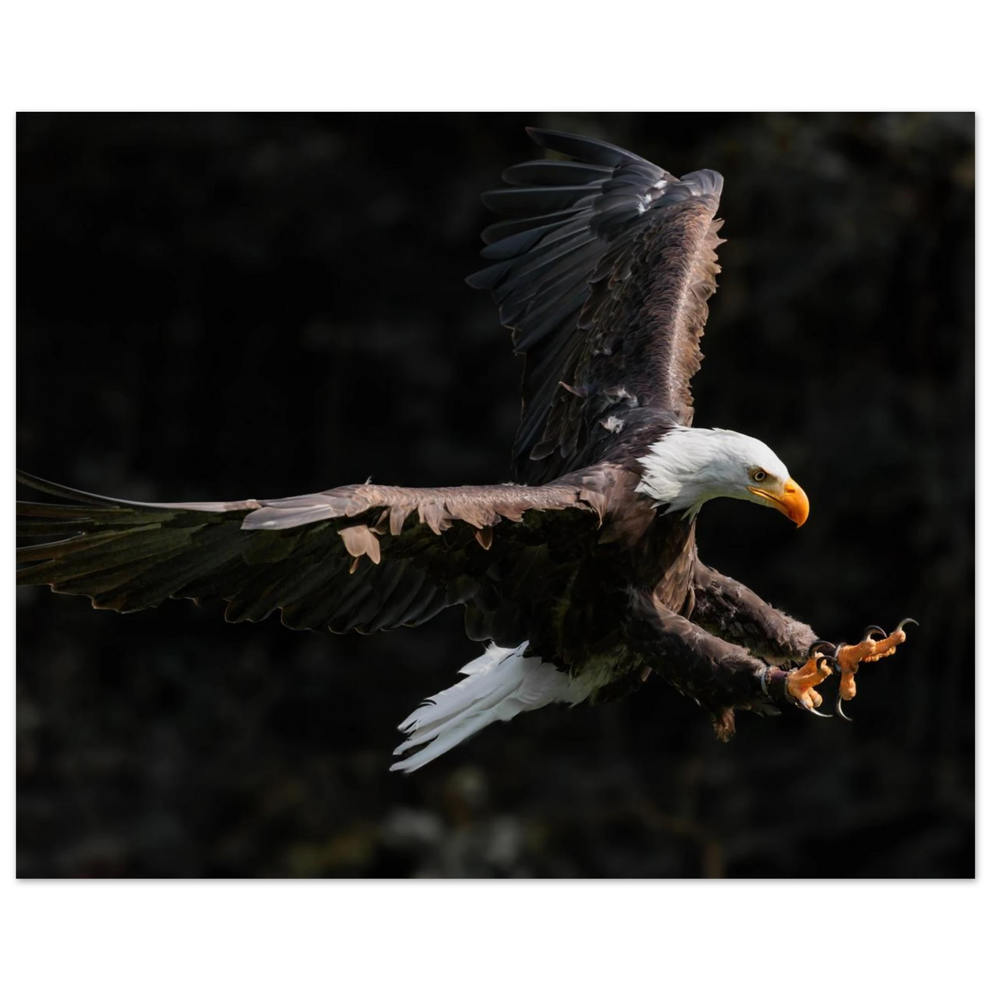 Wandbild majestaetischer weisskopfseeadler im flug freiheit staerke in ihrer wunschgroesse
