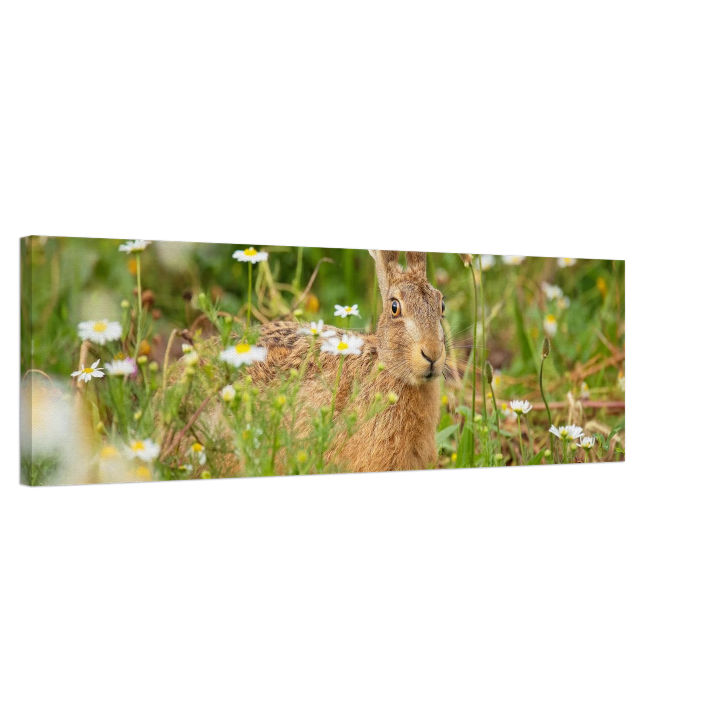 Wandbild feldhase im blumenfeld beruhigende natur tier kunst in vielen groessen