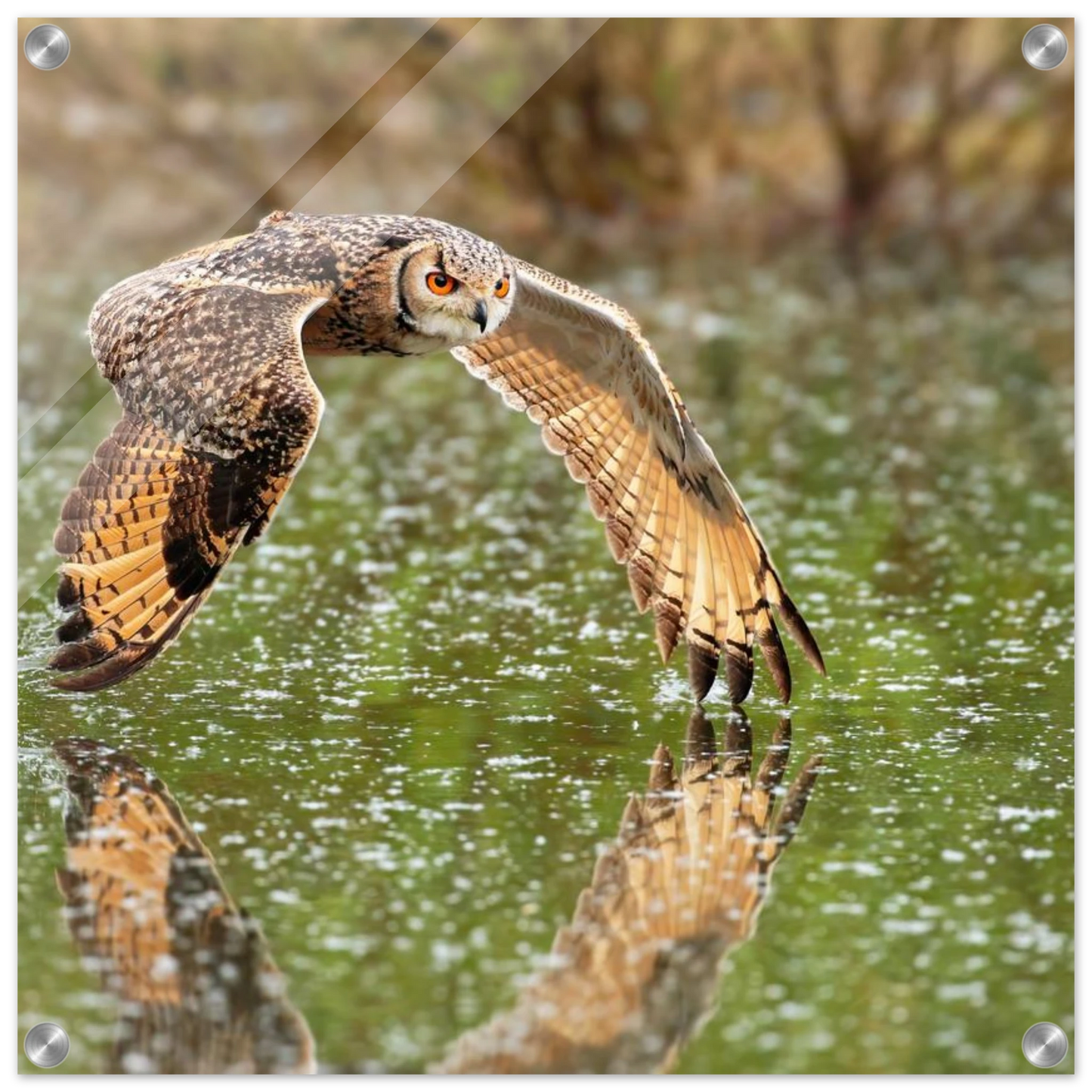 Wandbild majestaetische eule im flug naturfotografie mit lebendigen orangetoenen in ihrer wunschgroesse