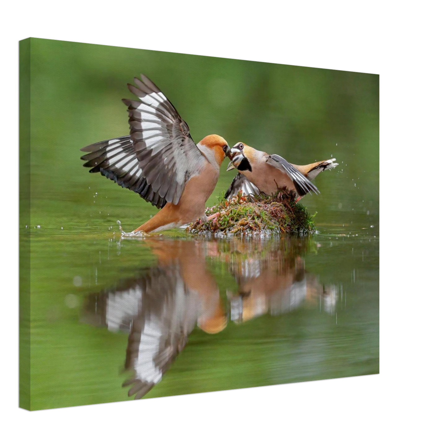 Wandbild momente der natur spektakulaerer kampf der voegel ueber dem wasser