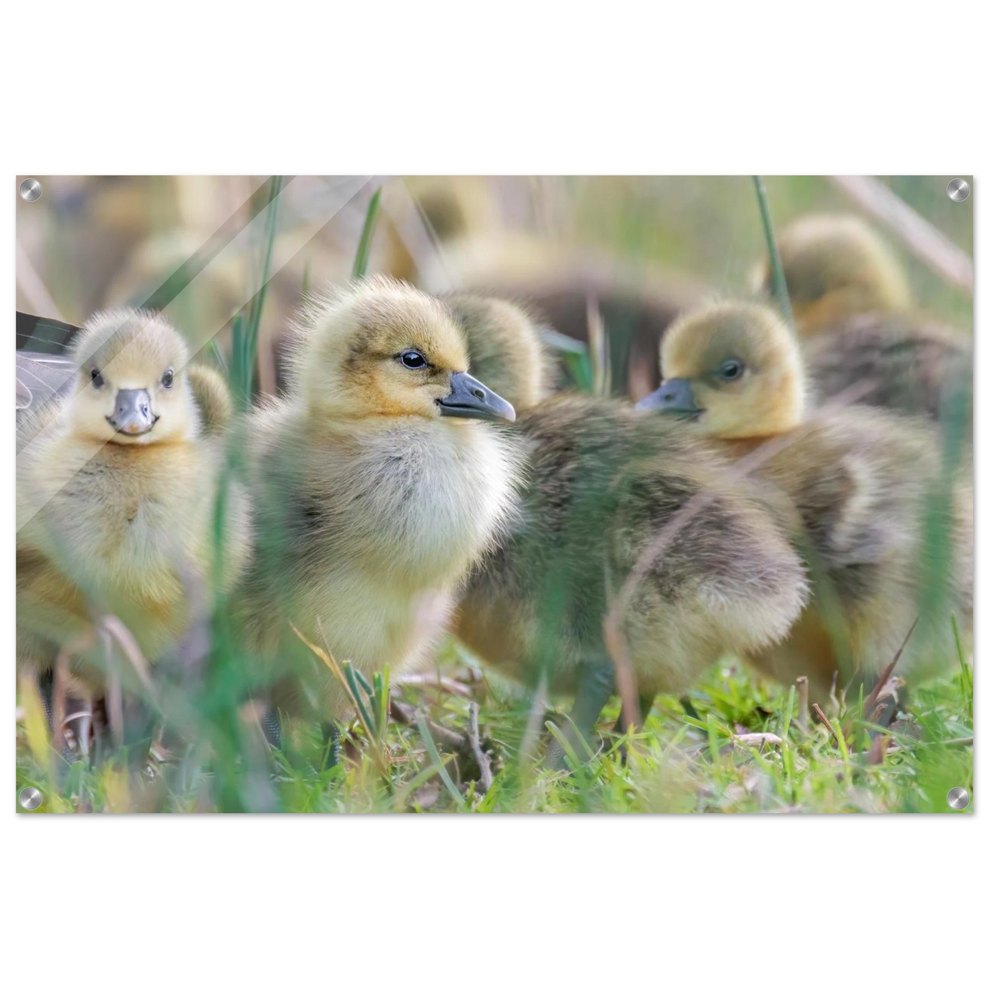 Wandbild kueken in zartgruen und gold suesse baby gans kunst in vielen groessen