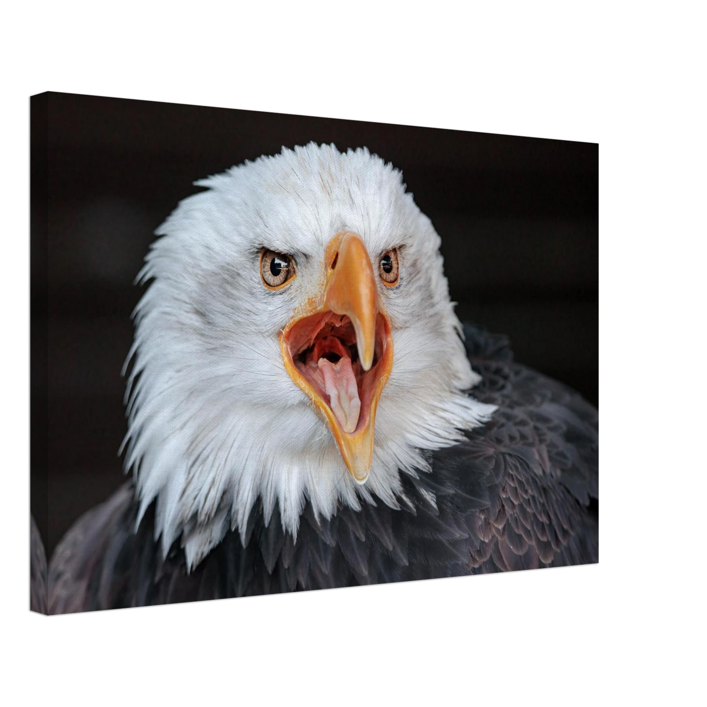 Wandbild majestaetischer schreie des weisskopfseeadlers einzigartige wildtierkunst fuer ihr zuhause