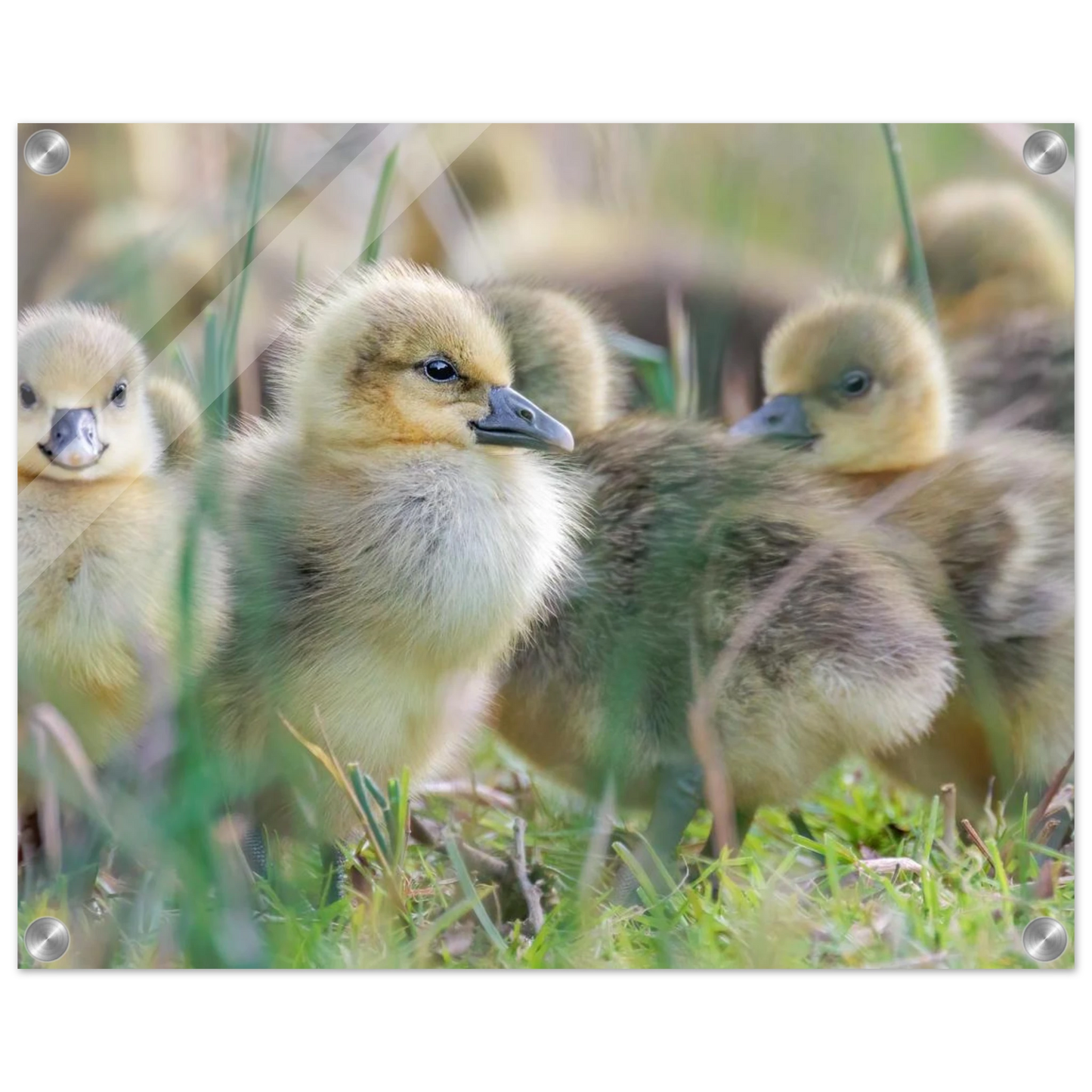 Wandbild kueken in zartgruen und gold suesse baby gans kunst in vielen groessen