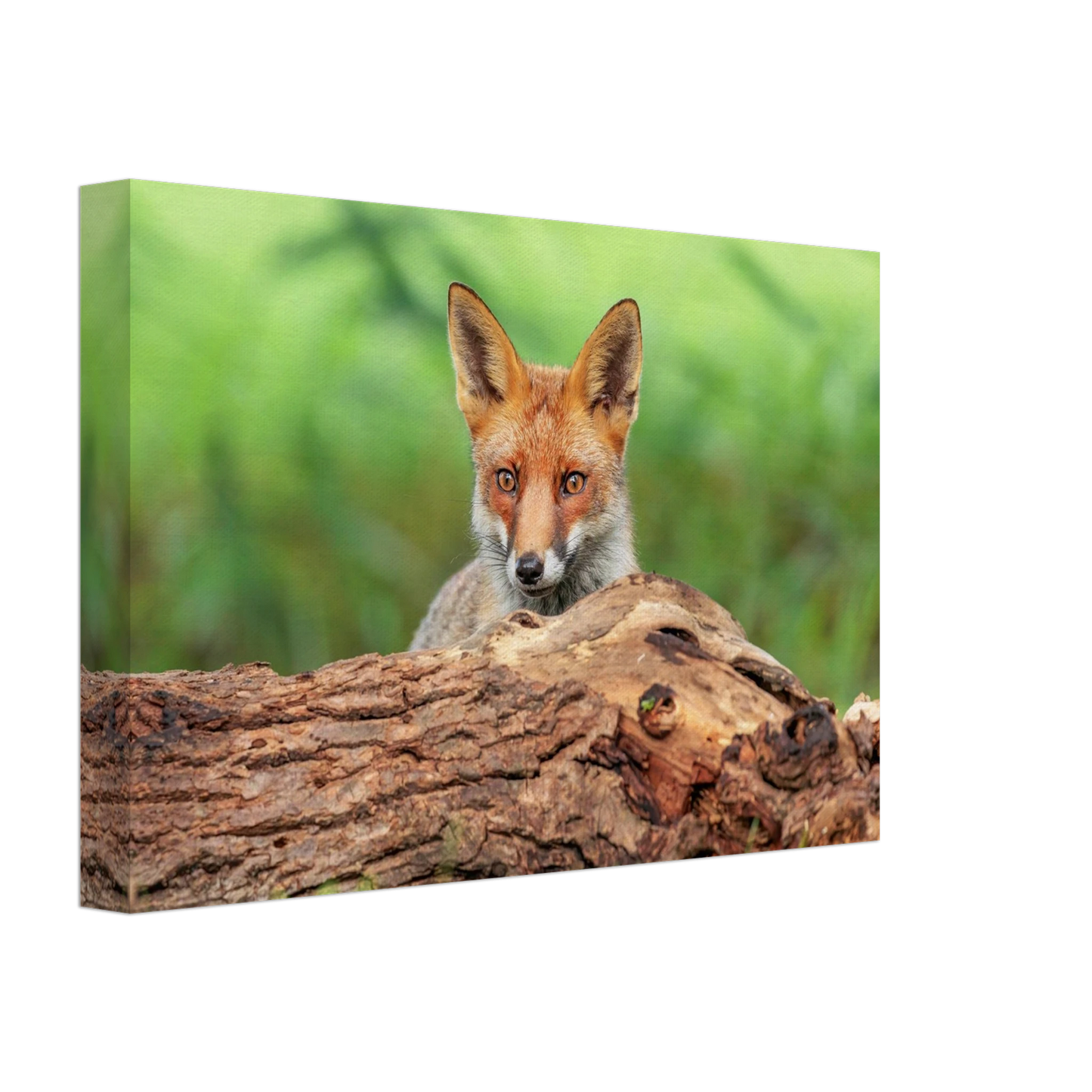 Wandbild fuchs im versteck einzigartige naturkunst fuer ihr zuhause