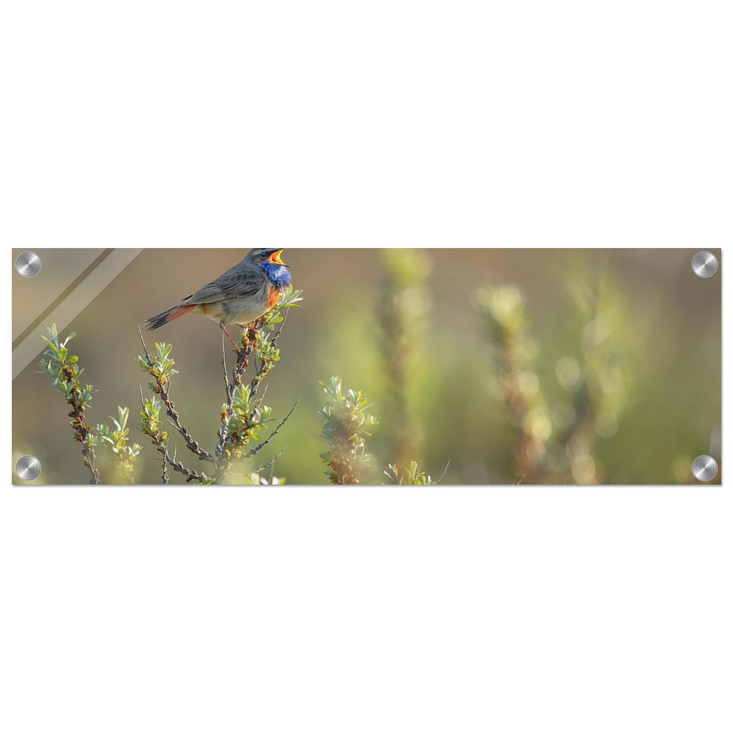 Wandbild singendes blaukehlchen lebendige naturfotografie als wandbild in verschiedenen groessen