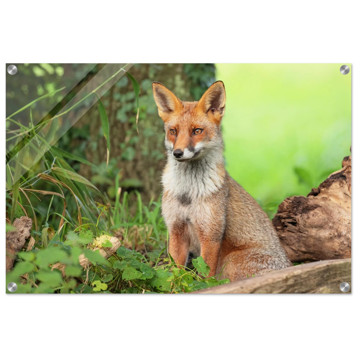 Wandbild majestaetischer rotfuchs ein augenblick der ruhe in der natur erhaeltlich in zahlreichen groessen