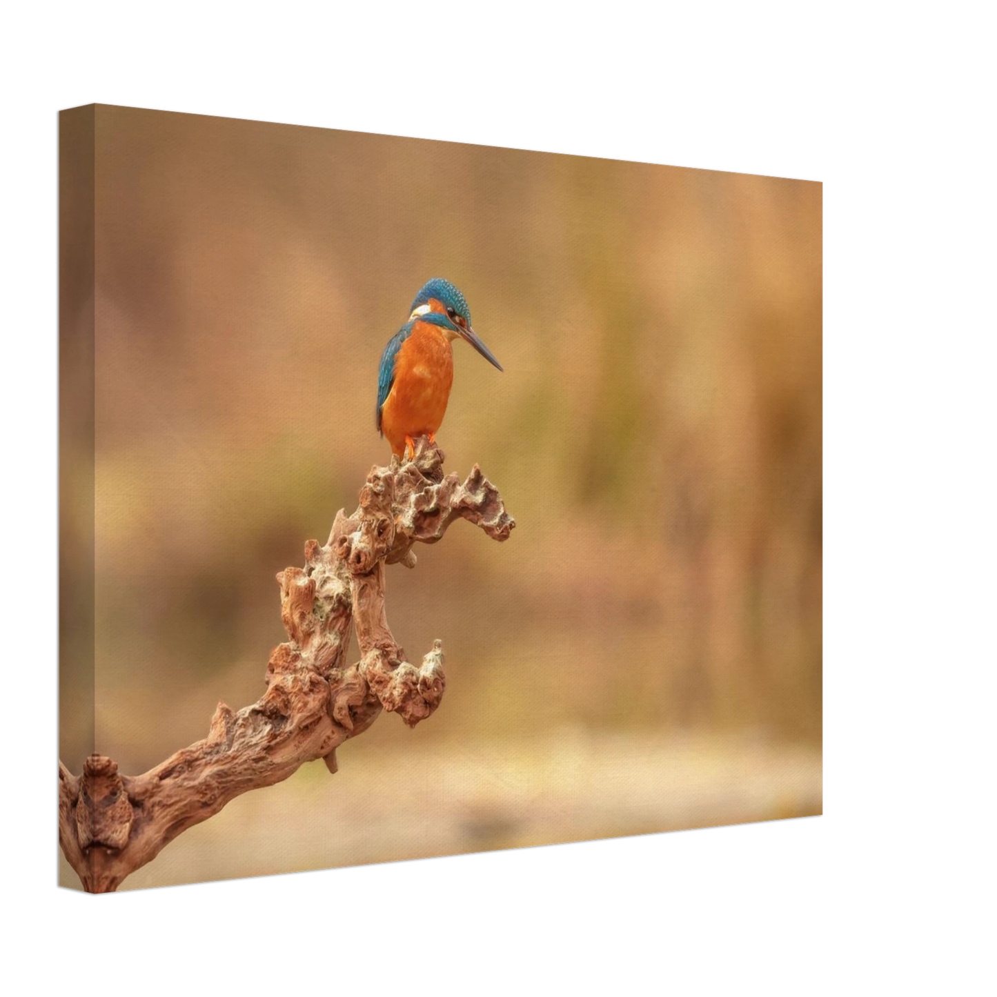 Wandbild eisvogel lebendige naturkunst fuer ihr zuhause in vielen groessen