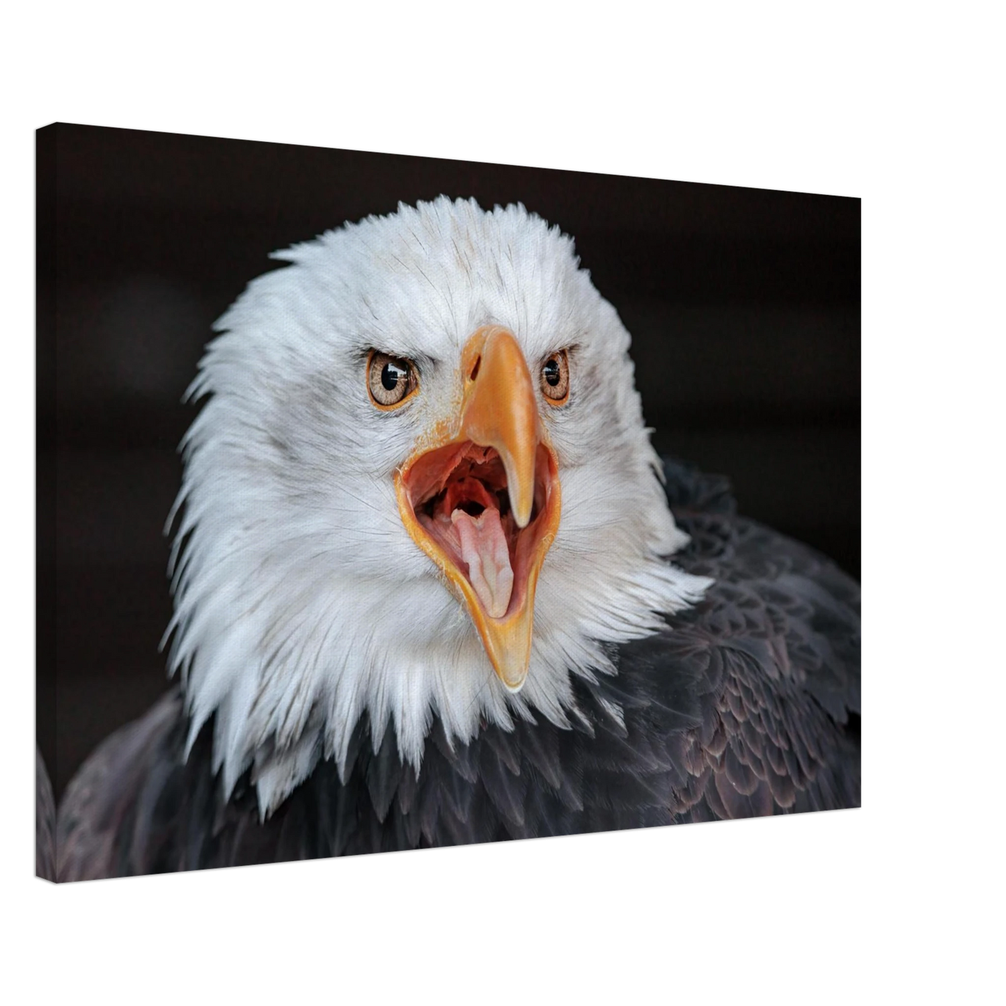 Wandbild majestaetischer schreie des weisskopfseeadlers einzigartige wildtierkunst fuer ihr zuhause