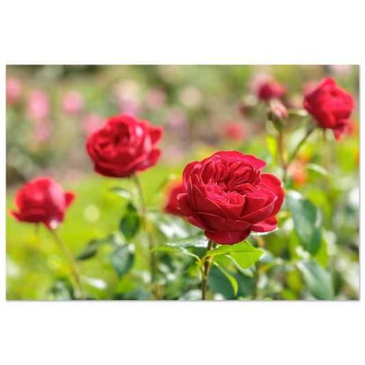 Wandbild rote rosen lebendige bluetenpracht fuer ihr zuhause in ihrer wunschgroesse
