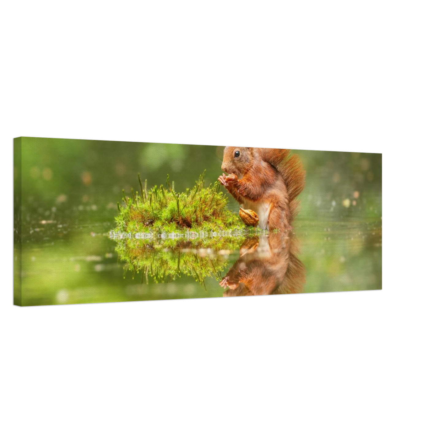 Wandbild bezauberndes eichhoernchen mit nuss ein spiegelbild der natur