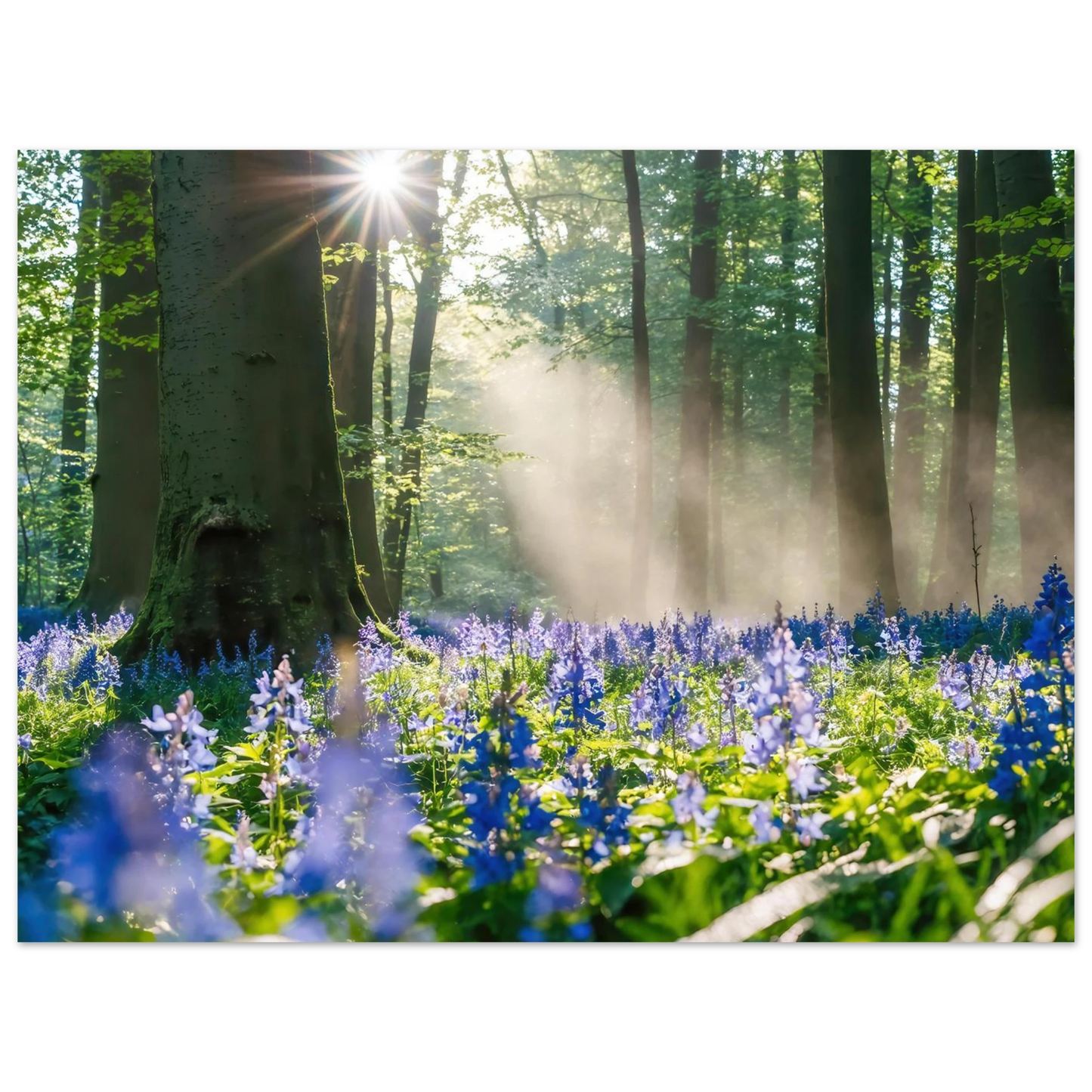 Wandbild mystische waldlichtung mit blauen glockenblumen sonnenverwoehntes naturbild in verschiedenen groessen