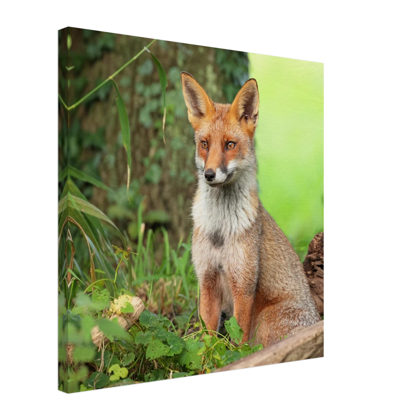 Wandbild majestaetischer rotfuchs ein augenblick der ruhe in der natur erhaeltlich in zahlreichen groessen