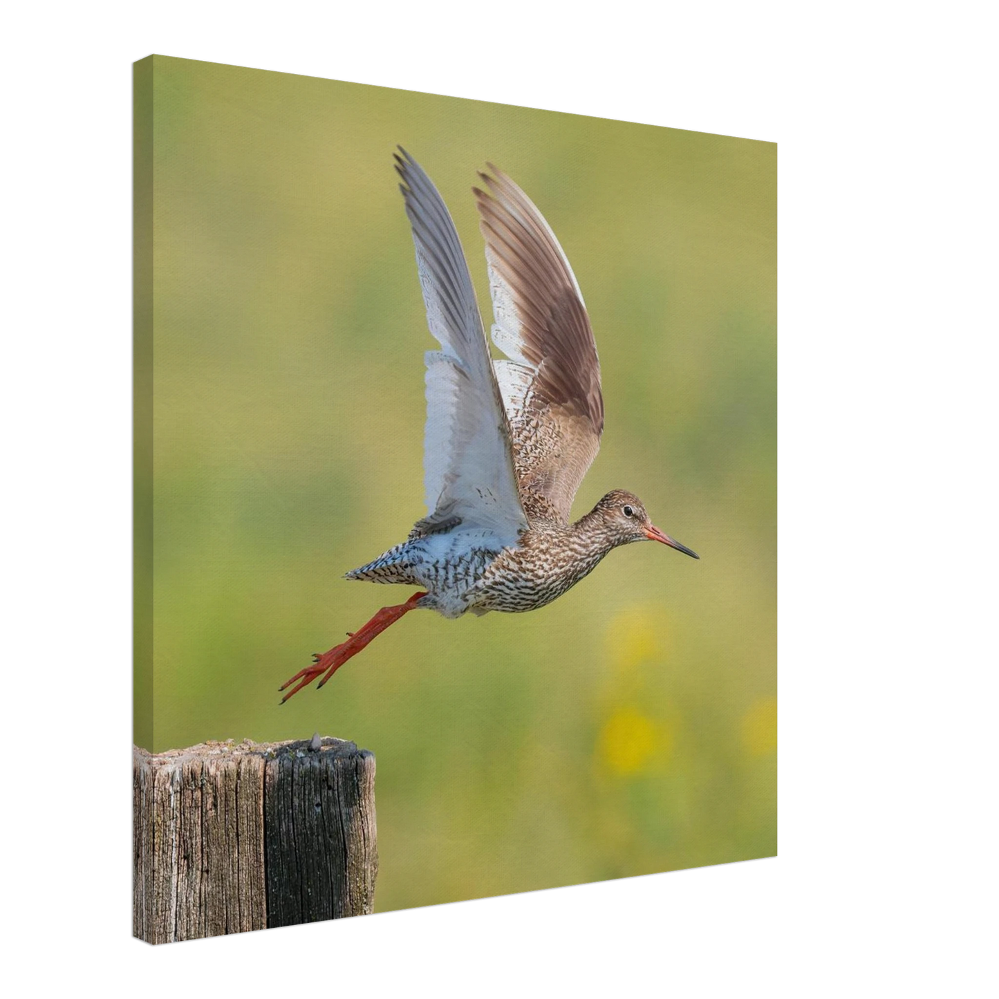 Wandbild der flug des rotschenkels dynamische tierkunst fuer ihr zuhause in vielen groessen erhaeltlich